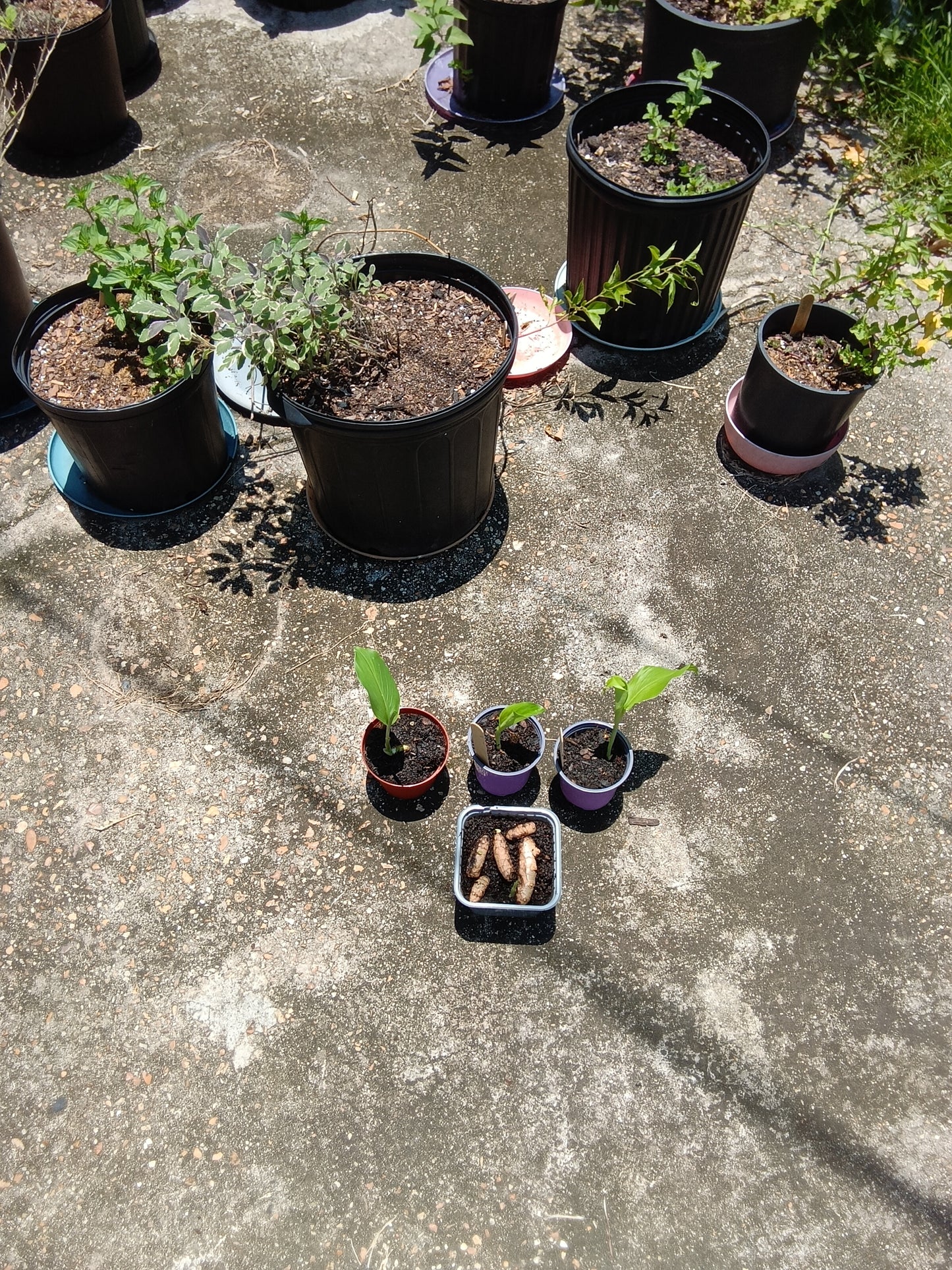 Rooted Turmeric Starter Plant (Curcuma longa) — Fresh, Organic, Alabama‑Grown
