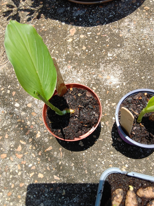 Rooted Turmeric Starter Plant (Curcuma longa) — Fresh, Organic, Alabama‑Grown