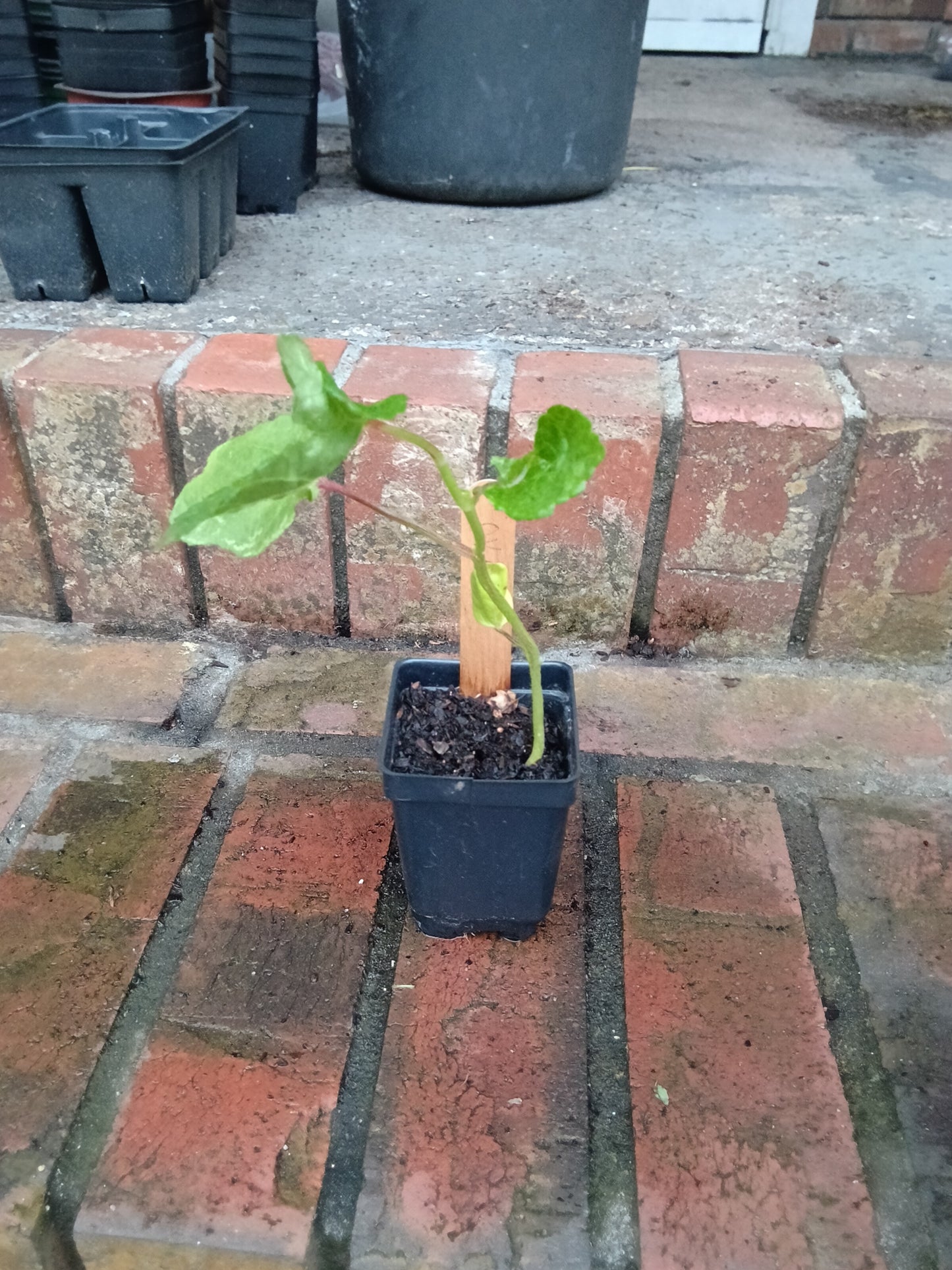 Pink Okra Starter Plant  

Abelmoschus esculentus — Pink/Red Variety