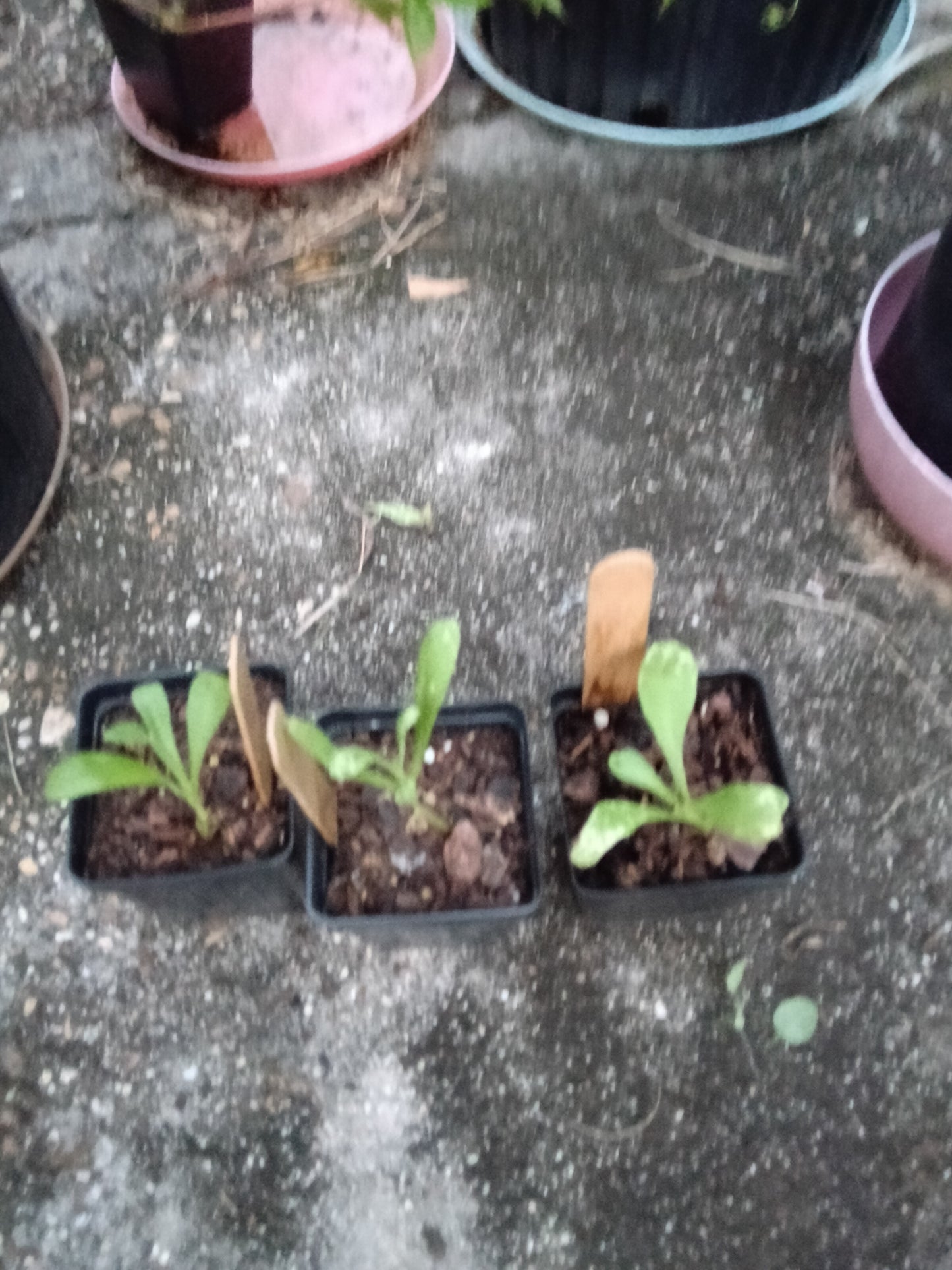 Calendula ‘Resina’ Starter Plant – High‑Resin Medicinal Blooms