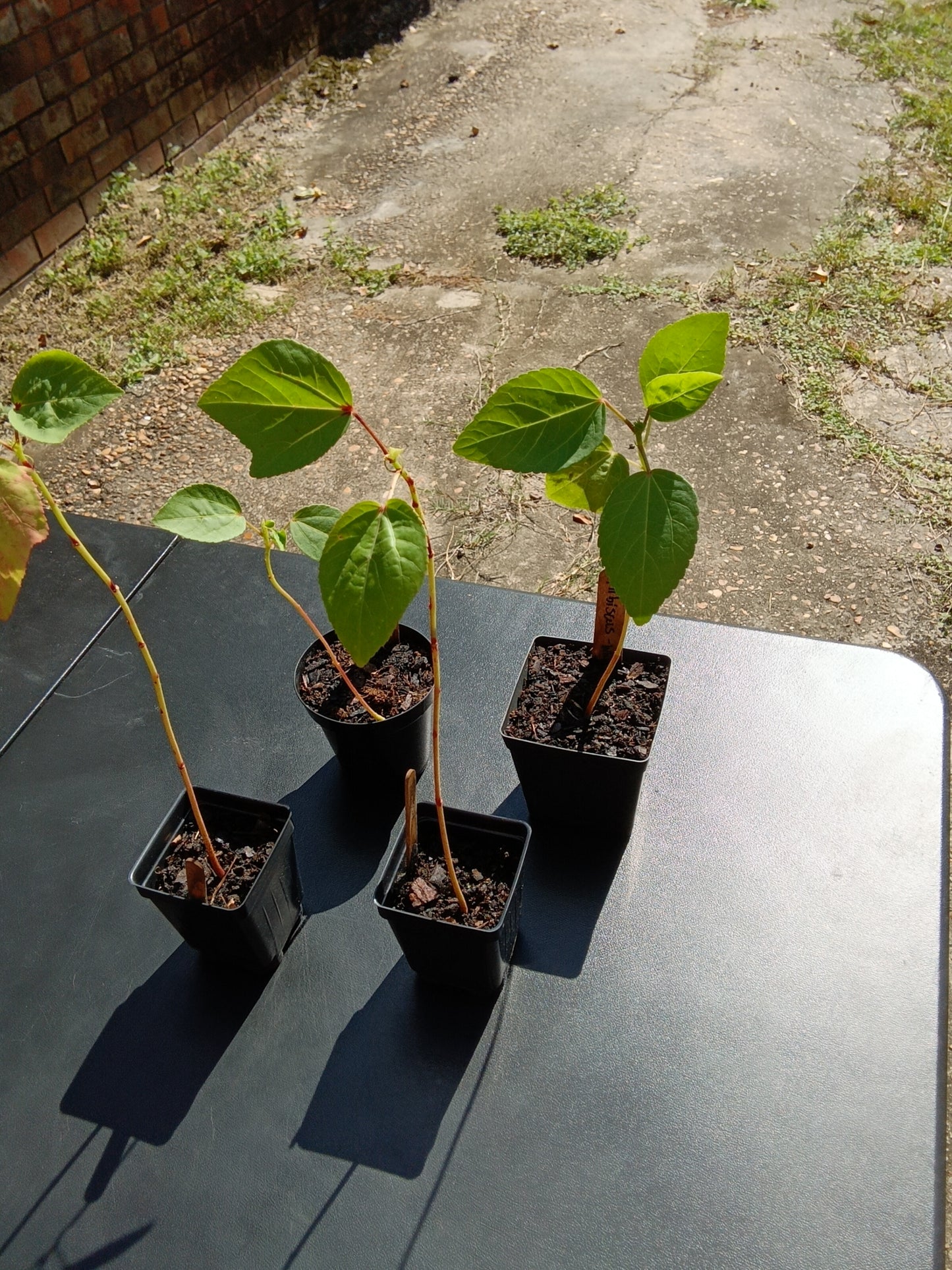 Heirloom Hibiscus Roselle Starter Plants – White & Red Varieties