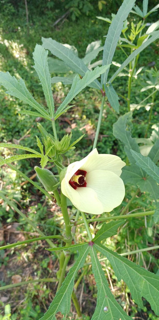 Pink Okra Starter Plant  

Abelmoschus esculentus — Pink/Red Variety