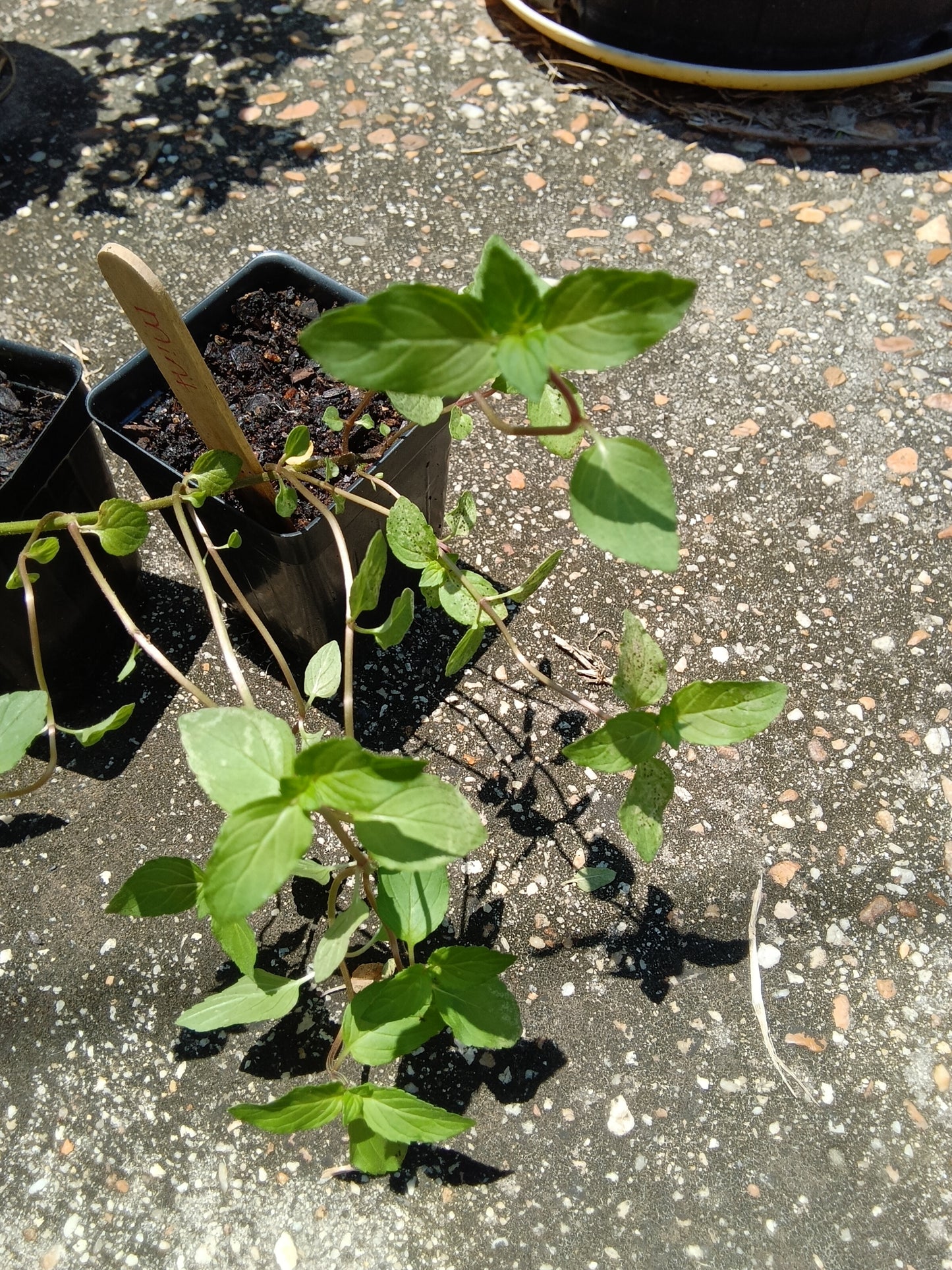 Chocolate Mint Starter Plant | Sweet Martha’s Family Farmacy | Alabama‑Grown Herb