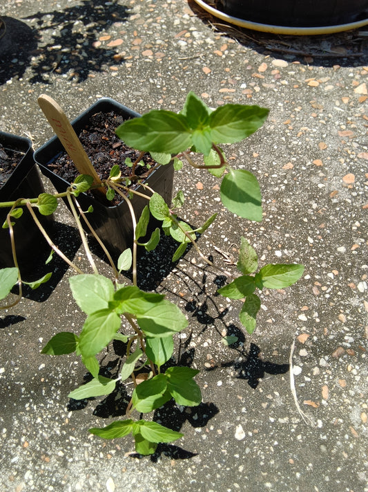 Chocolate Mint Starter Plant | Sweet Martha’s Family Farmacy | Alabama‑Grown Herb