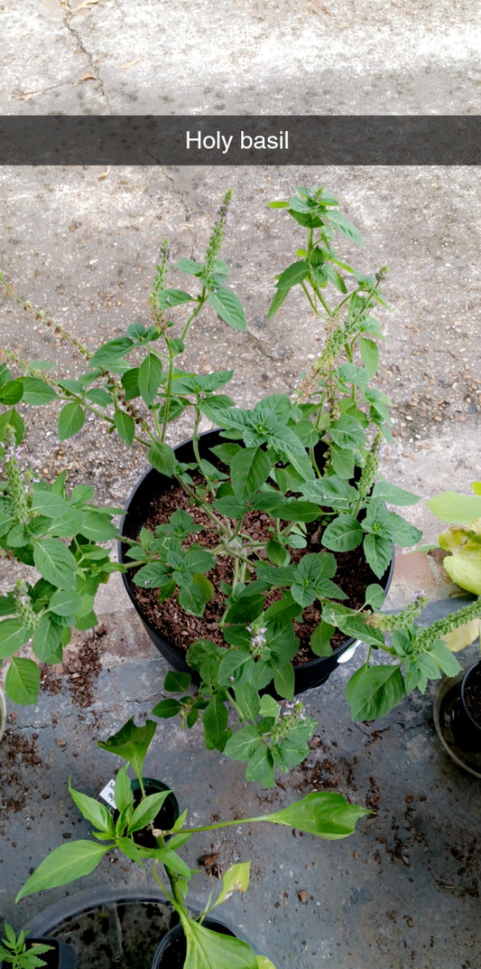 Holy Basil (Tulsi) Seed – Sacred Uplift in Every Leaf