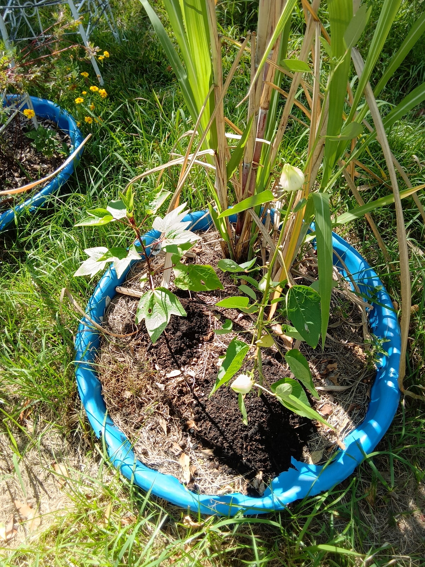 Heirloom Hibiscus Roselle Starter Plants – White & Red Varieties