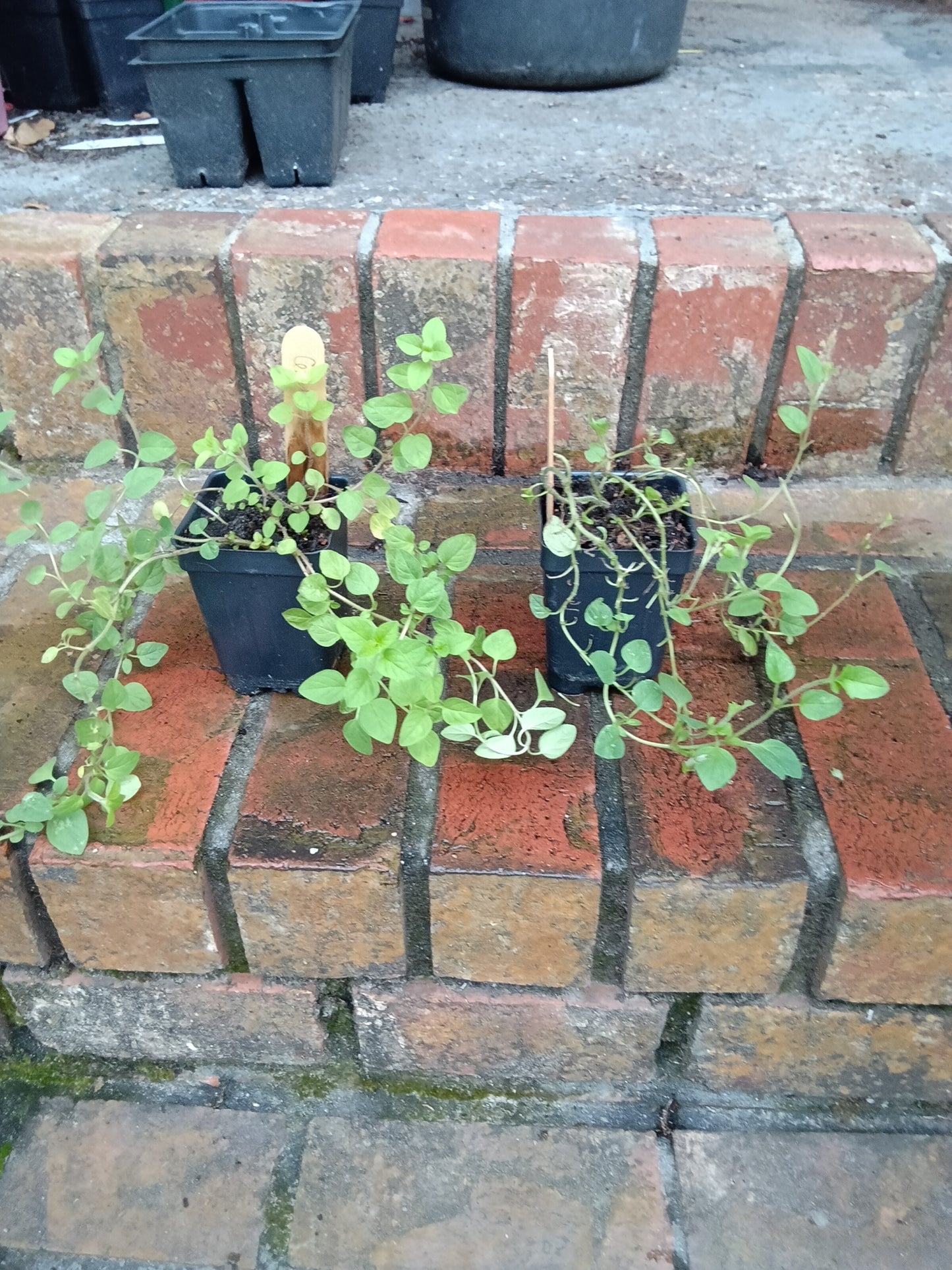Greek Oregano Starter Plant (1 Healthy Rooted Start)
Origanum vulgare subsp. hirtum  
Bold • Aromatic • Essential for Mediterranean cooking