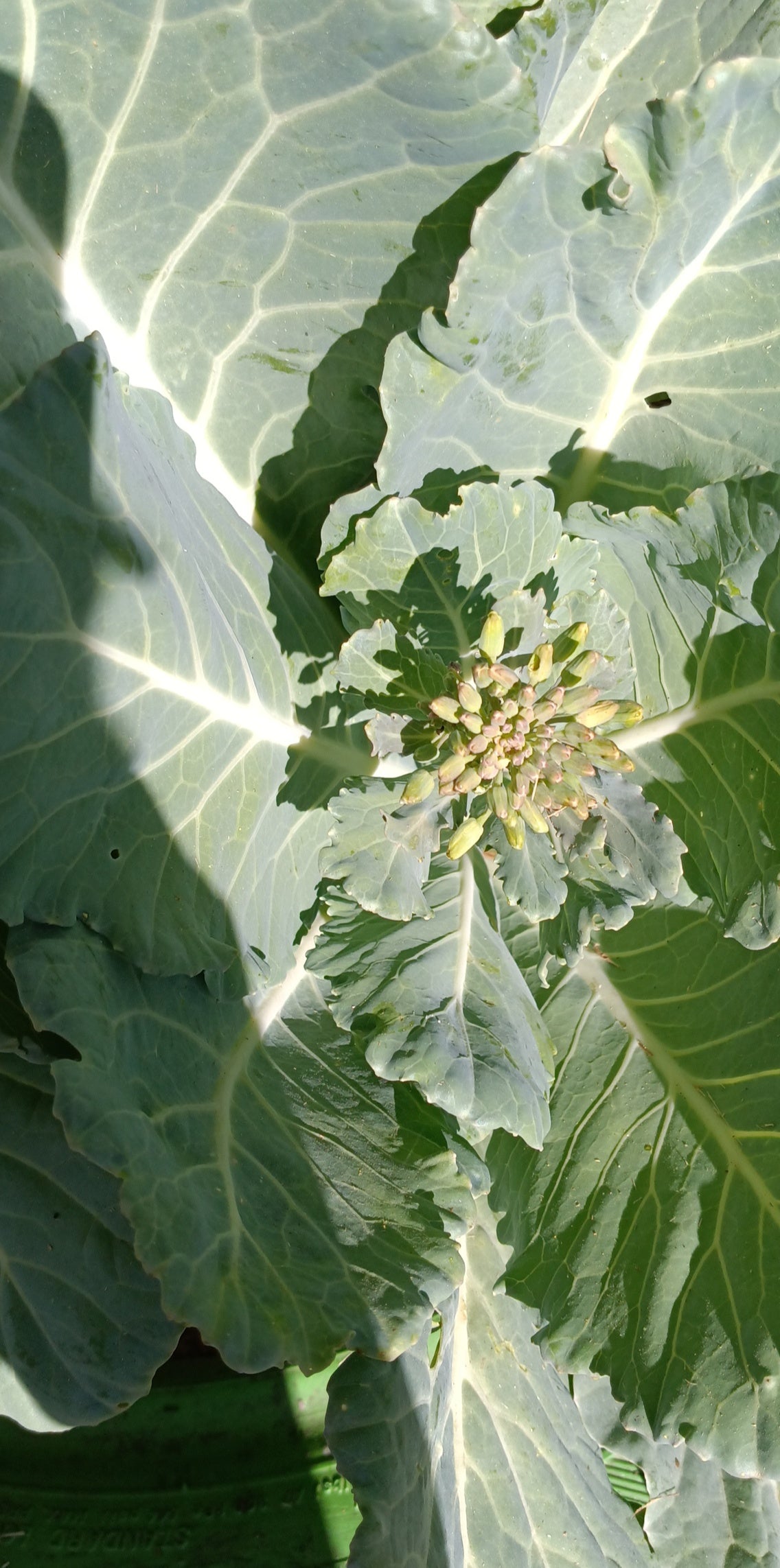 Collard Green Seeds – Hearty, Southern‑Grown, High Germination