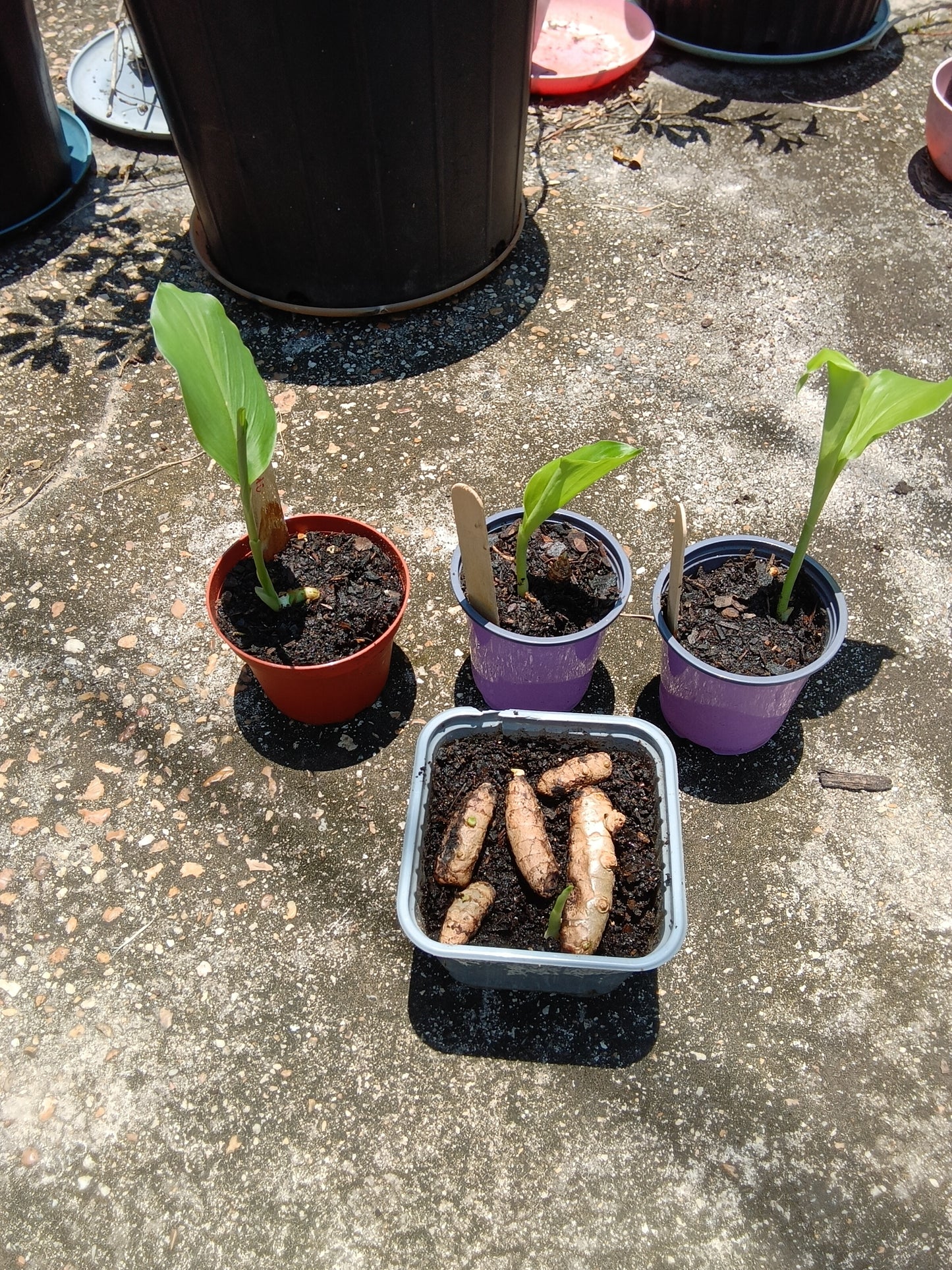 Rooted Turmeric Starter Plant (Curcuma longa) — Fresh, Organic, Alabama‑Grown