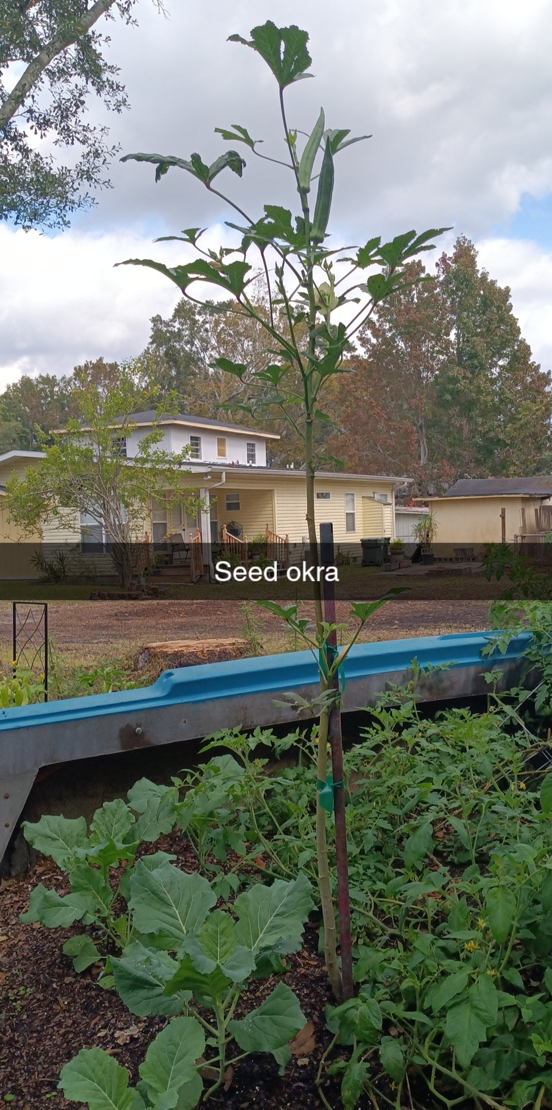 Pink Okra Starter Plant  

Abelmoschus esculentus — Pink/Red Variety
