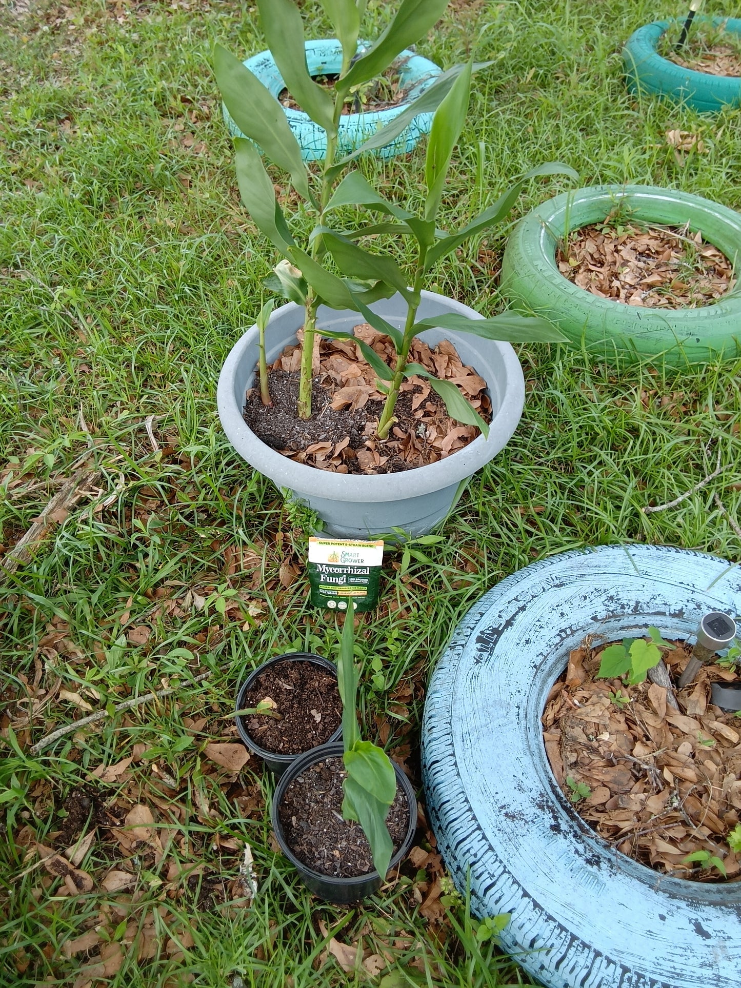 White Ginger Plants (1‑Gallon Potted OR Bare‑Root)
