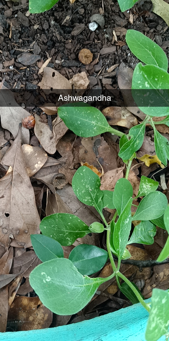 Ashwagandha Seeds – Farmacy Fresh & Heirloom Quality