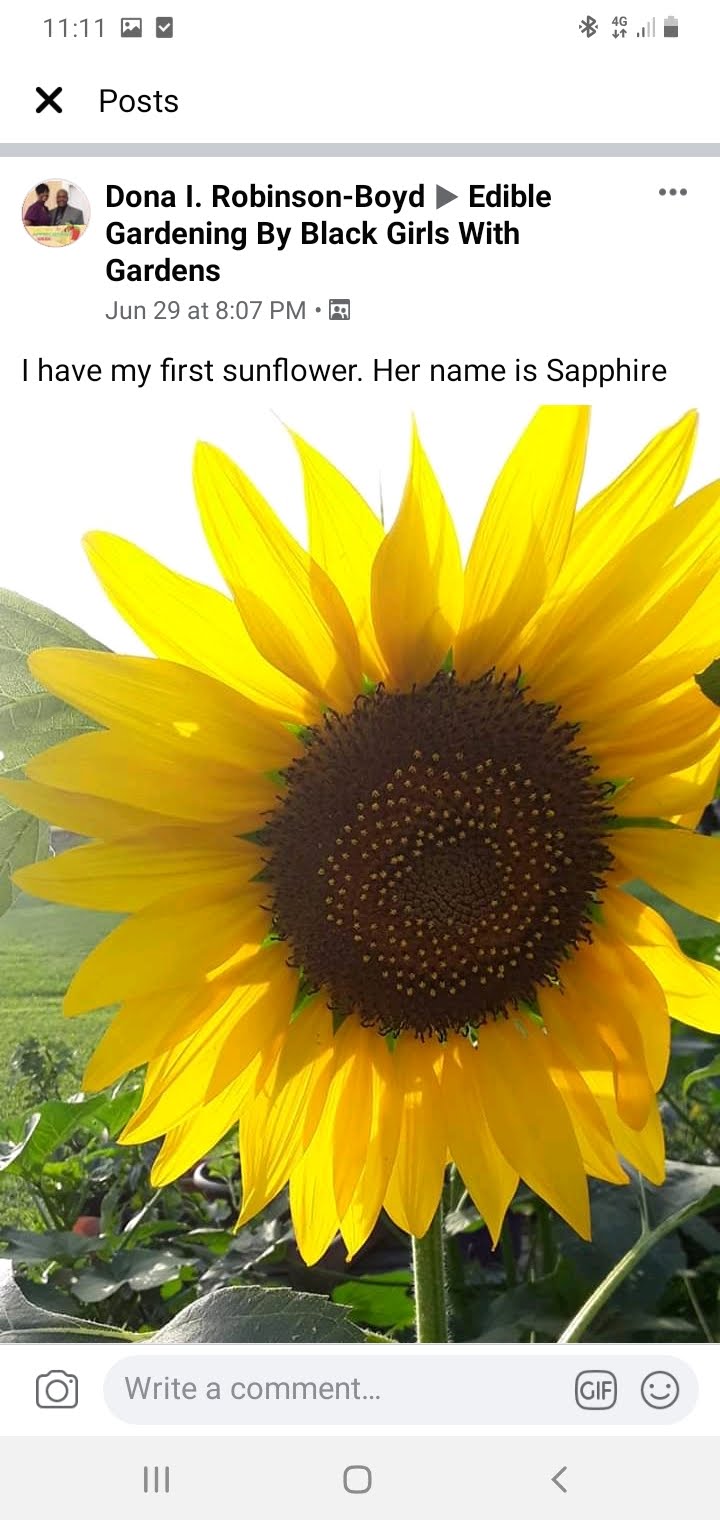 Evening Sun Sunflower Seeds-Heirloom