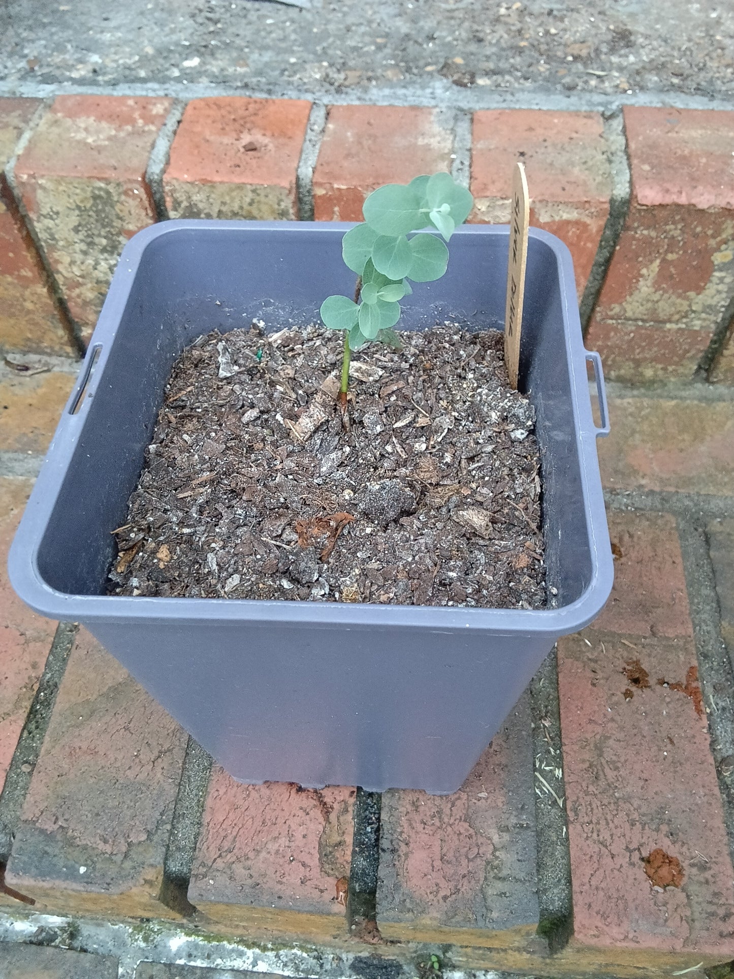 Silver Dollar Eucalyptus Starter Plant
Eucalyptus cinerea
