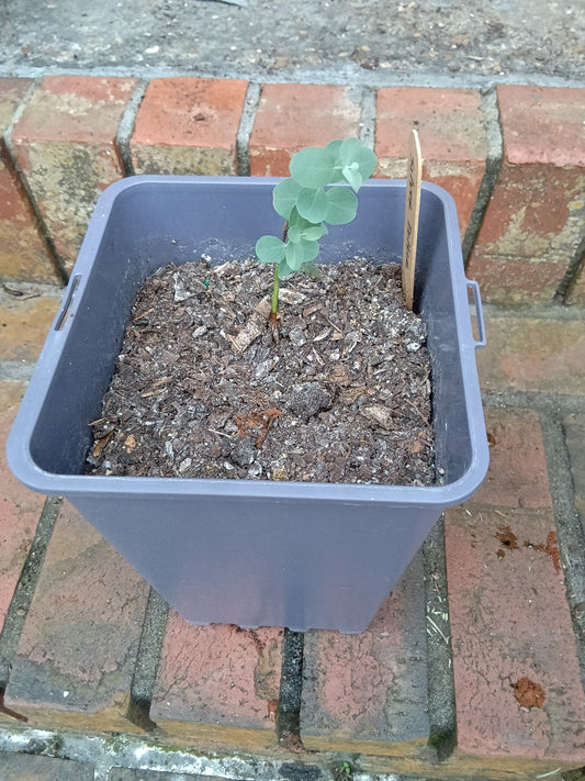 Silver Dollar Eucalyptus Starter Plant
Eucalyptus cinerea