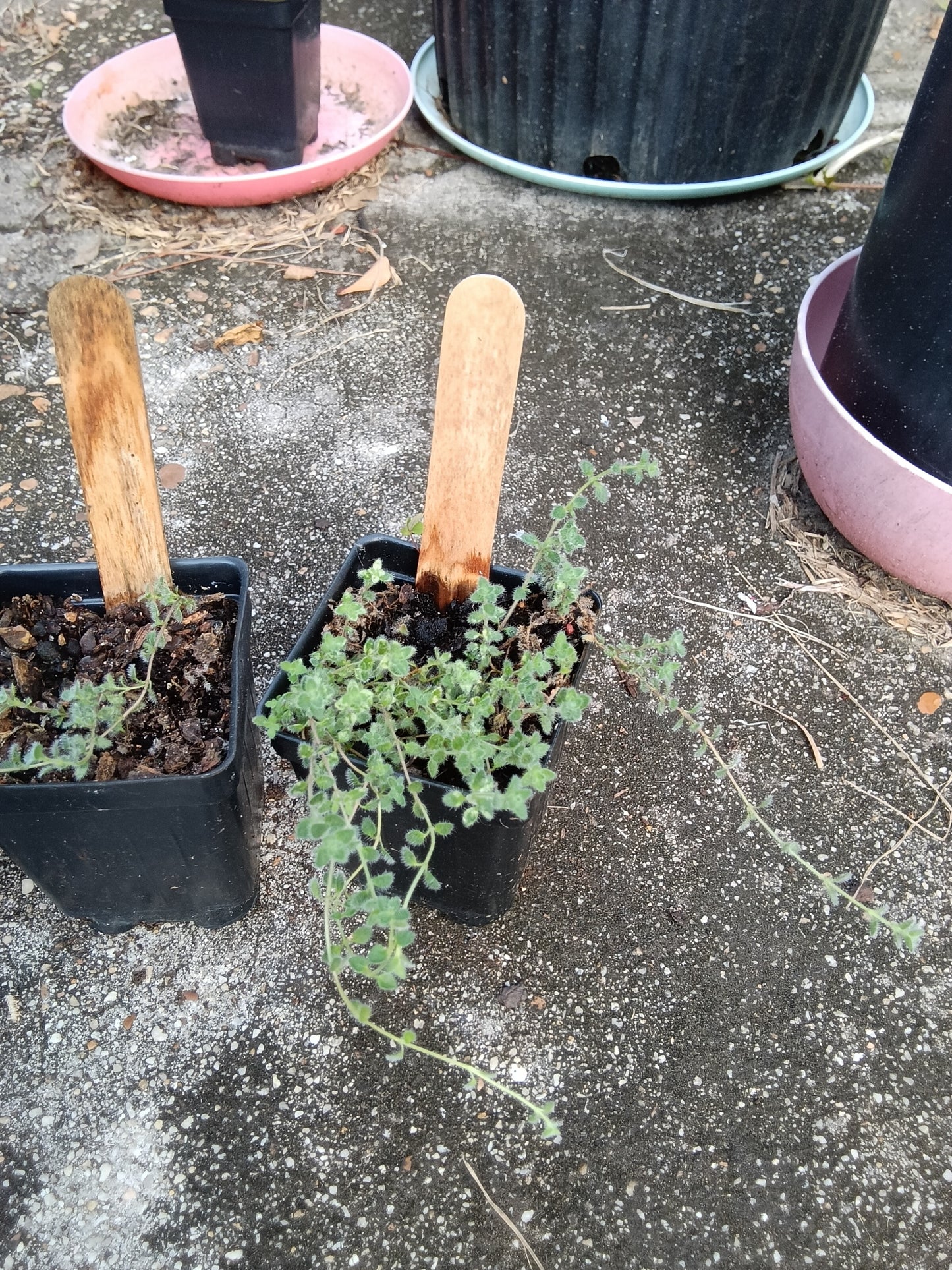 Wholly Thyme Starter — Hardy, Fragrant, Garden‑Ready Herb