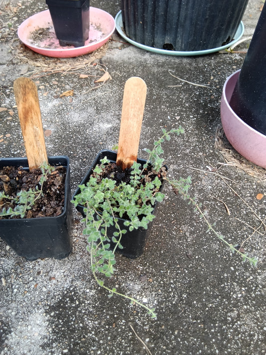 Wholly Thyme Starter — Hardy, Fragrant, Garden‑Ready Herb