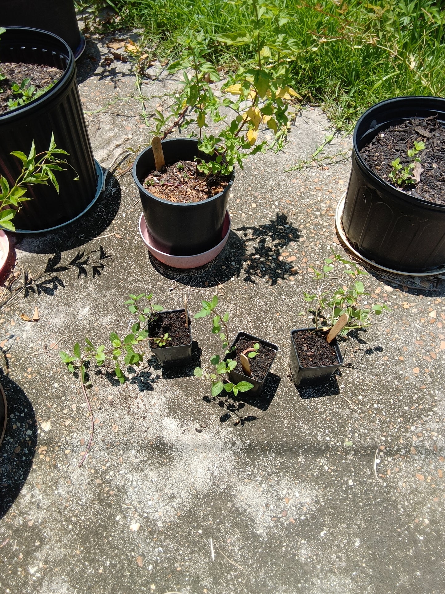 Chocolate Mint Starter Plant | Sweet Martha’s Family Farmacy | Alabama‑Grown Herb