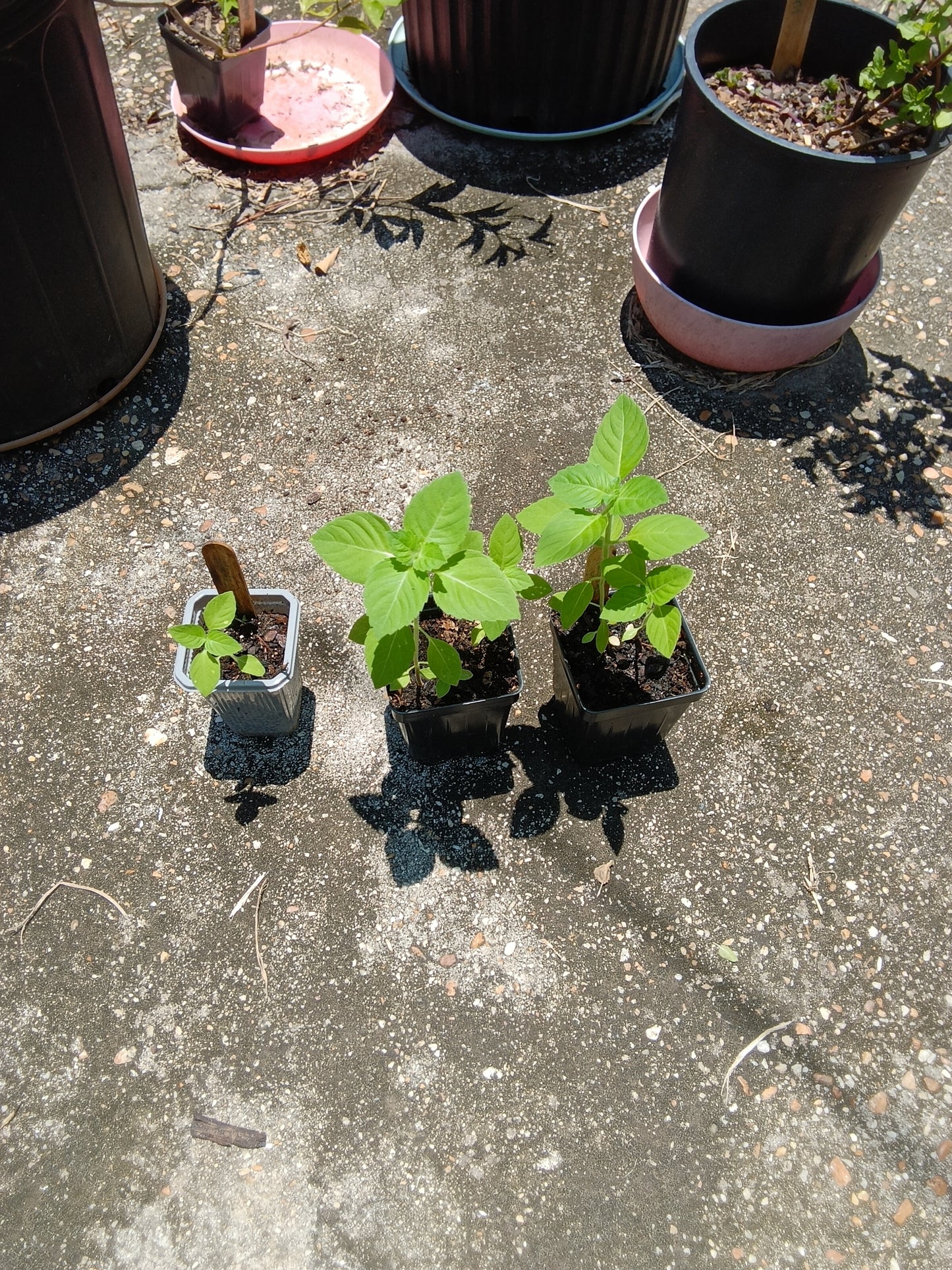 Holy Basil (Tulsi) Starter Plant – Aromatic, Sacred & Home‑Grown at Sweet Martha’s Family Farmacy
