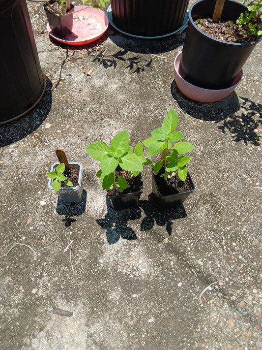 Holy Basil (Tulsi) Starter Plant – Aromatic, Sacred & Home‑Grown at Sweet Martha’s Family Farmacy