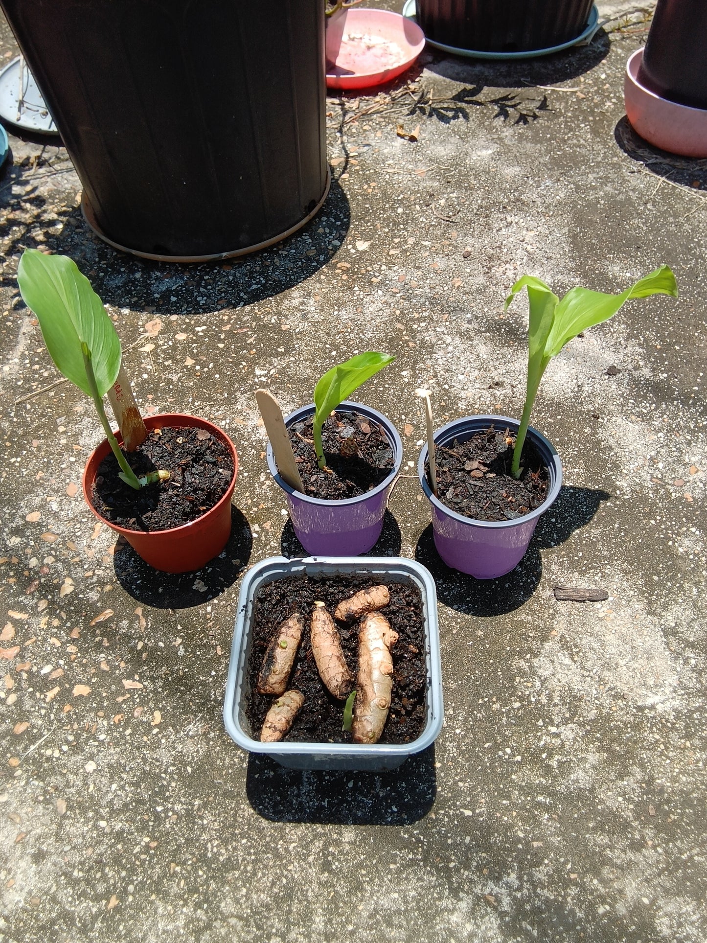 Rooted Turmeric Starter Plant (Curcuma longa) — Fresh, Organic, Alabama‑Grown