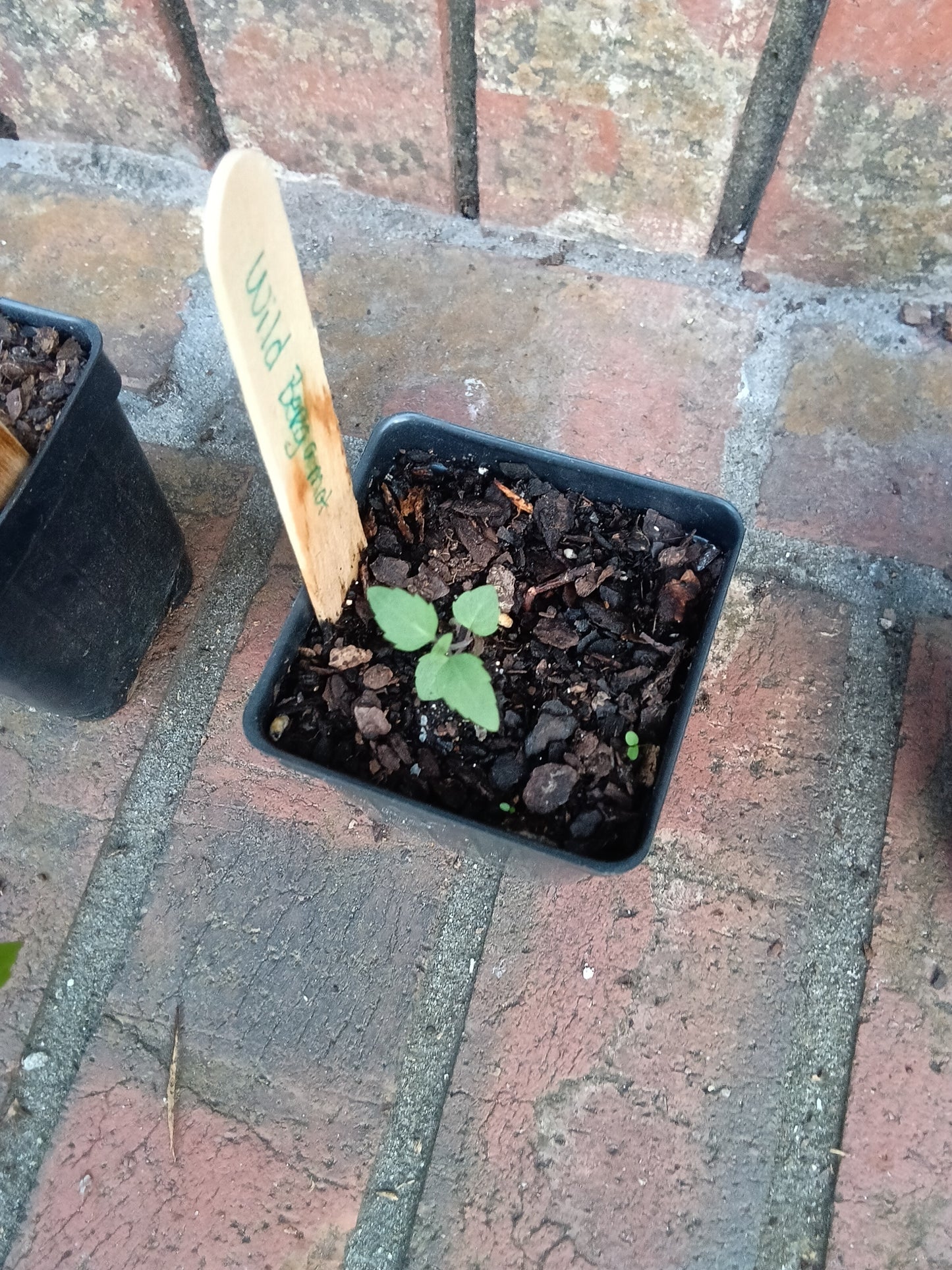 Wild Bergamot / Bee Balm Starter Plant
Monarda fistulosa