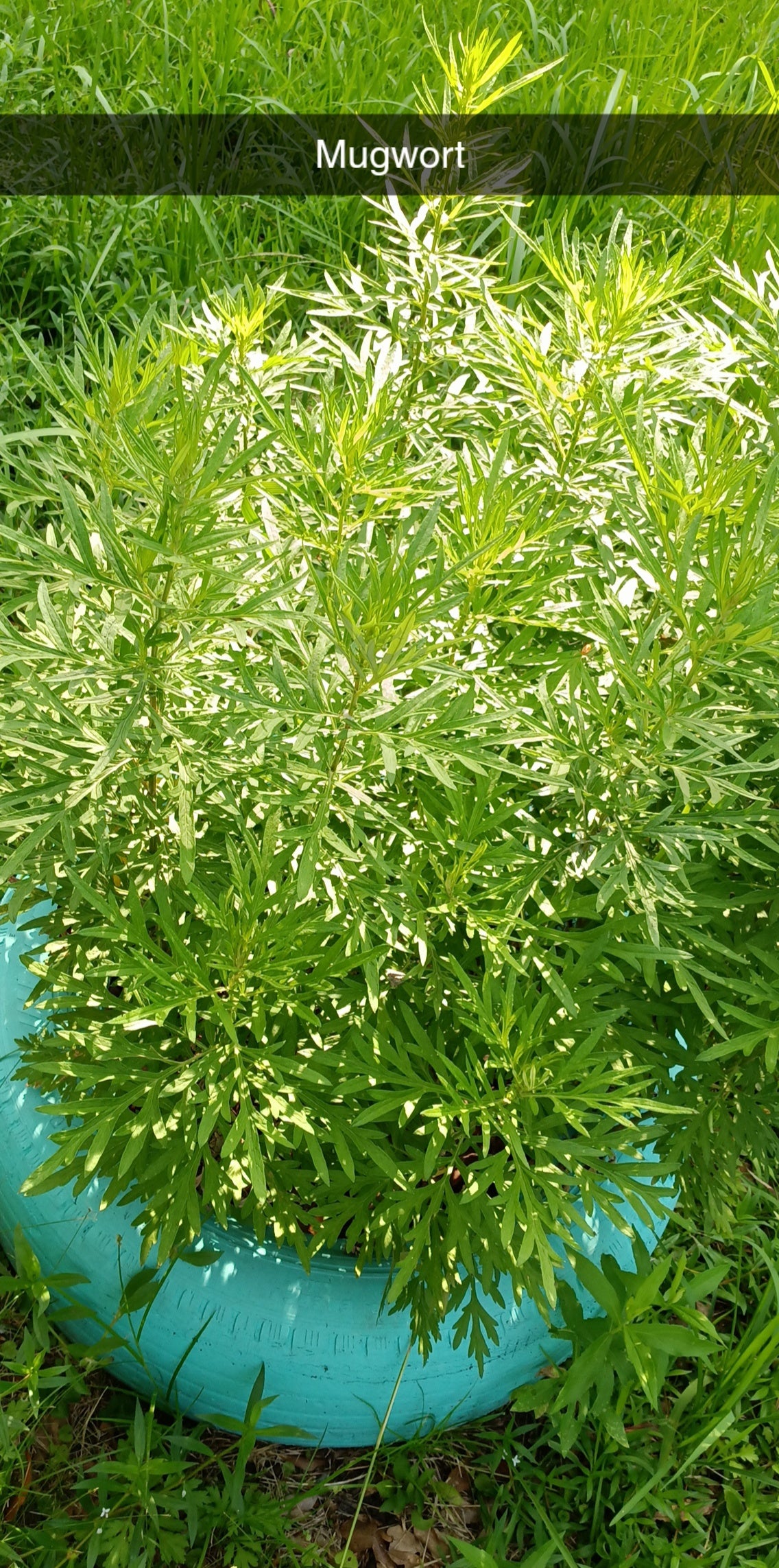Mugwort Seed (Artemisia vulgaris) — Sweet Martha’s Family Farmacy