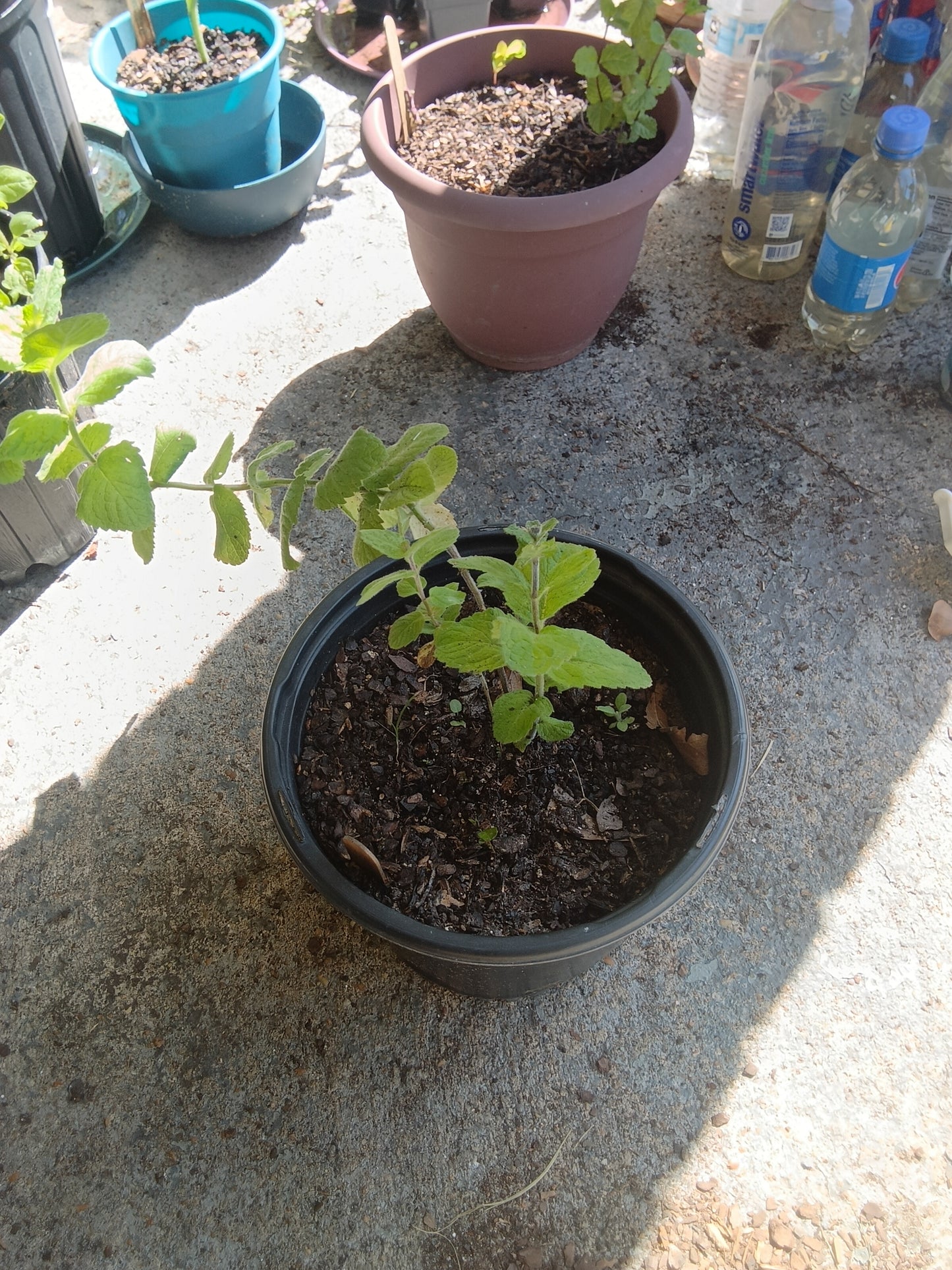Apple Mint Starter Plant

(Mentha suaveolens)