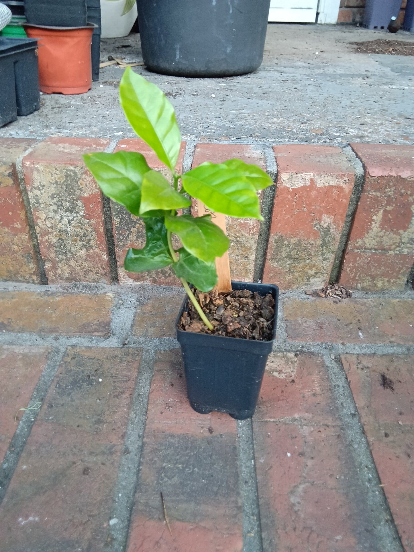 Arabian Coffee Plant — 1‑Stem Starter (Coffea arabica)

Grown with care at Sweet Martha’s Family Farmacy, Alabama