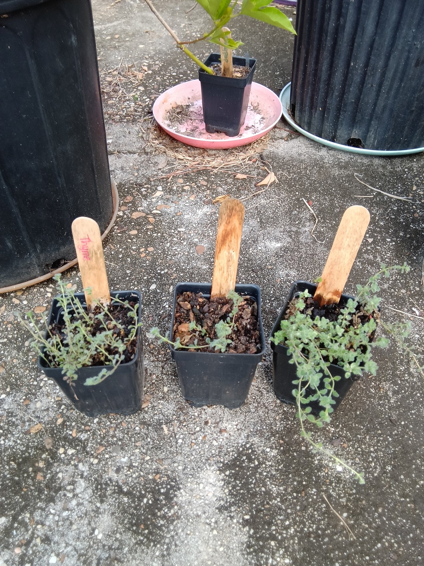 Wholly Thyme Starter — Hardy, Fragrant, Garden‑Ready Herb