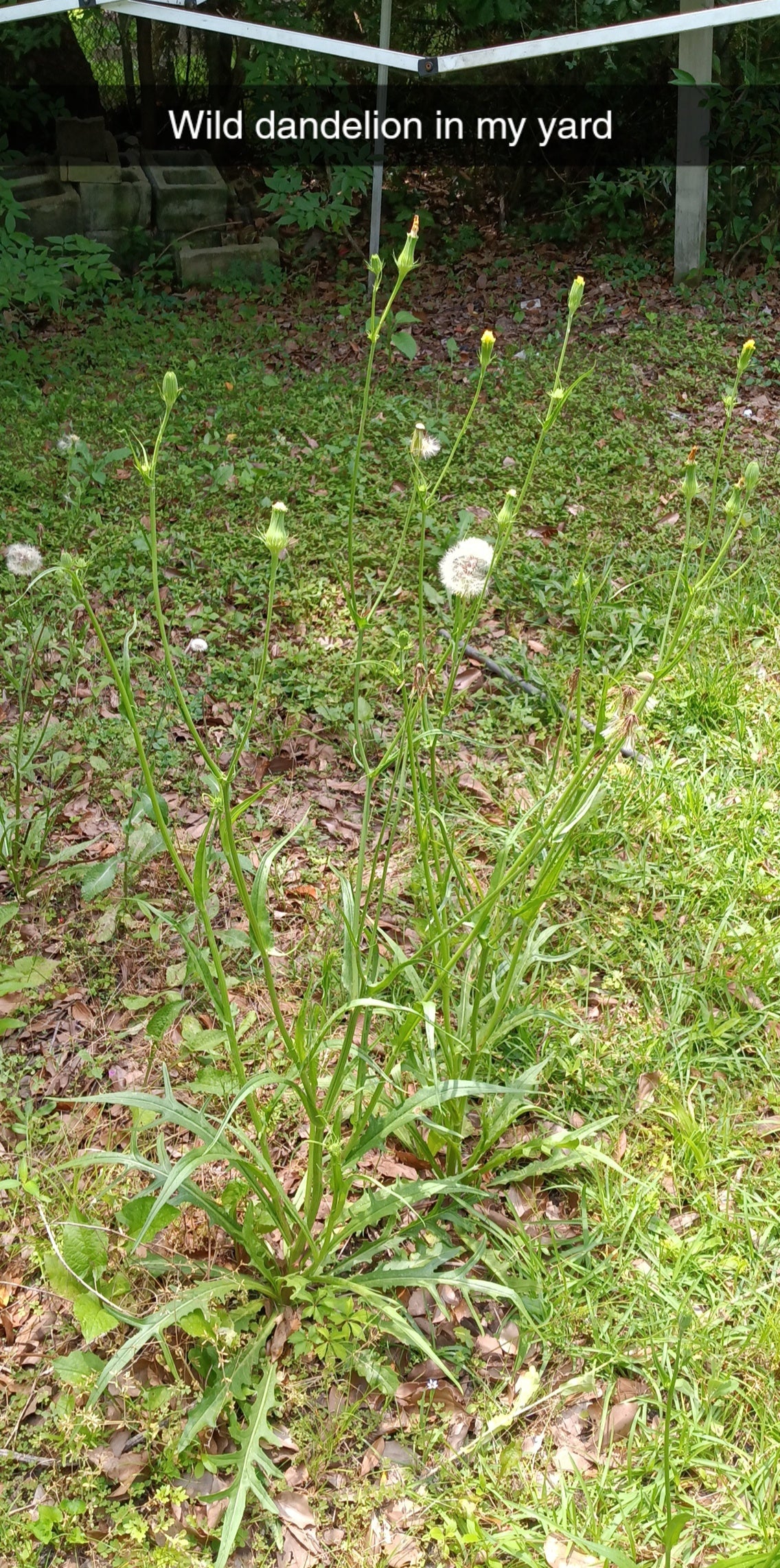 Burdock & Dandelion Root Capsules