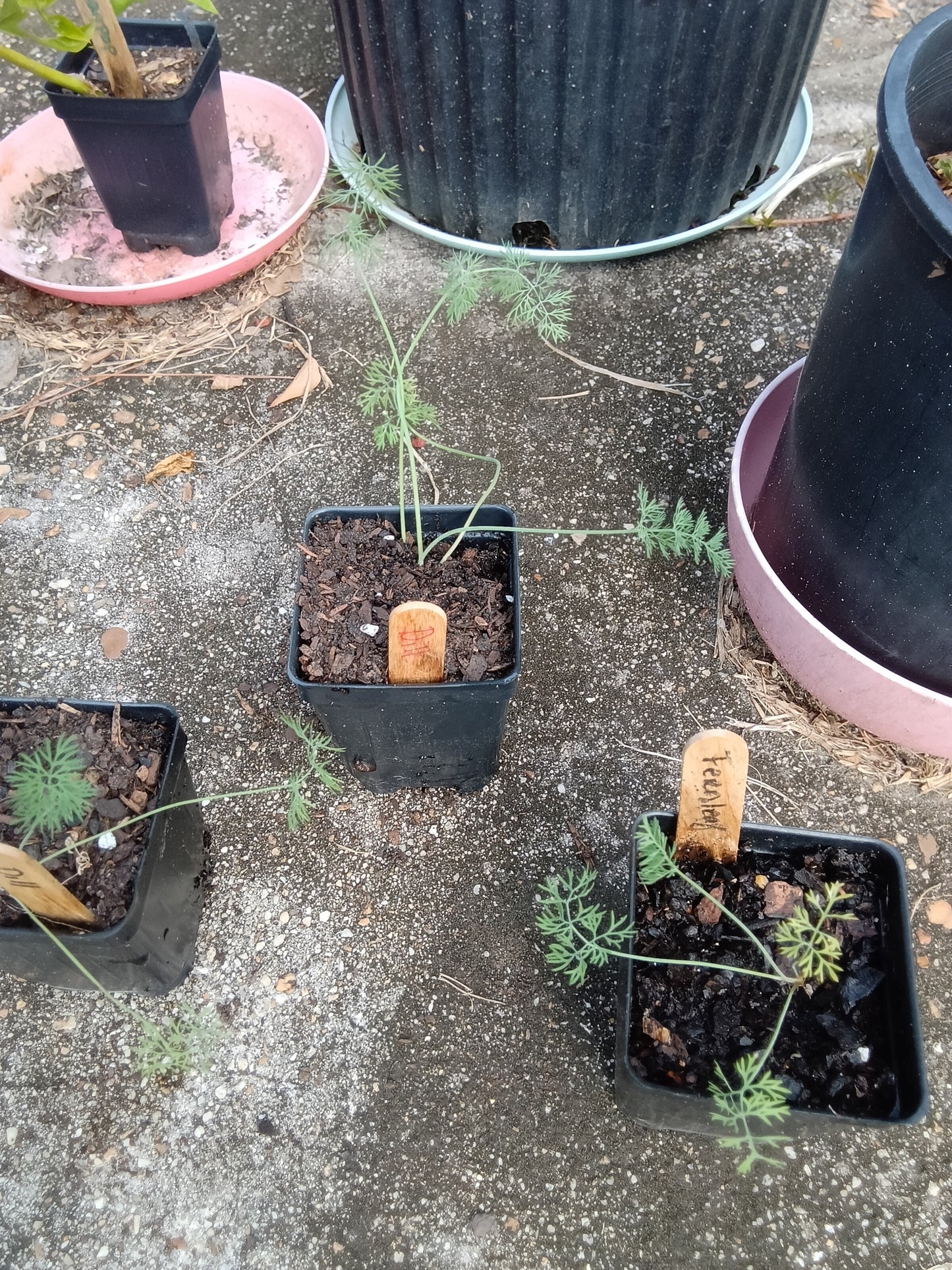 Fernleaf Dill Starter Plants – Compact, Aromatic & Perfect for Containers
