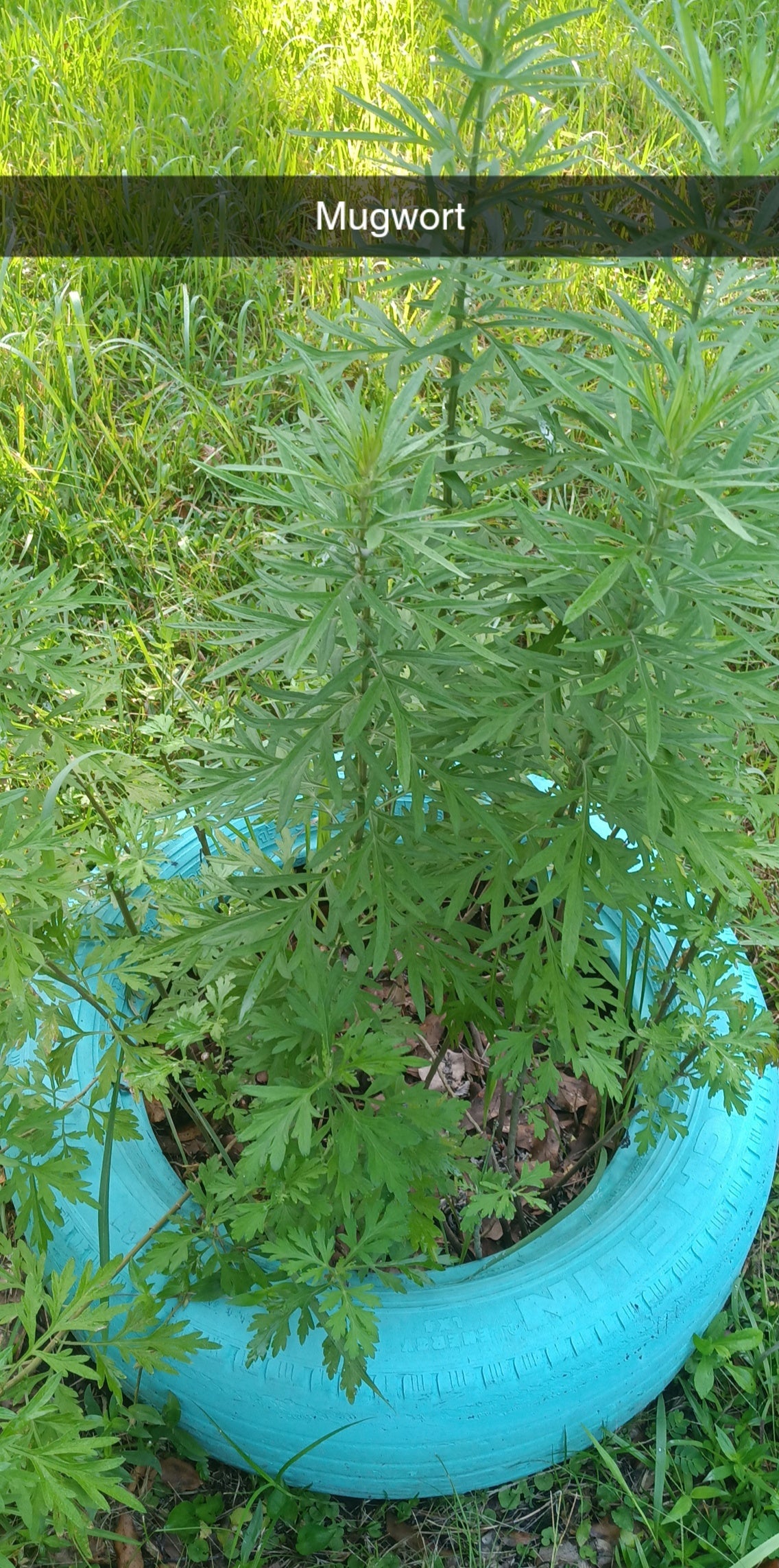 Mugwort Seed (Artemisia vulgaris) — Sweet Martha’s Family Farmacy