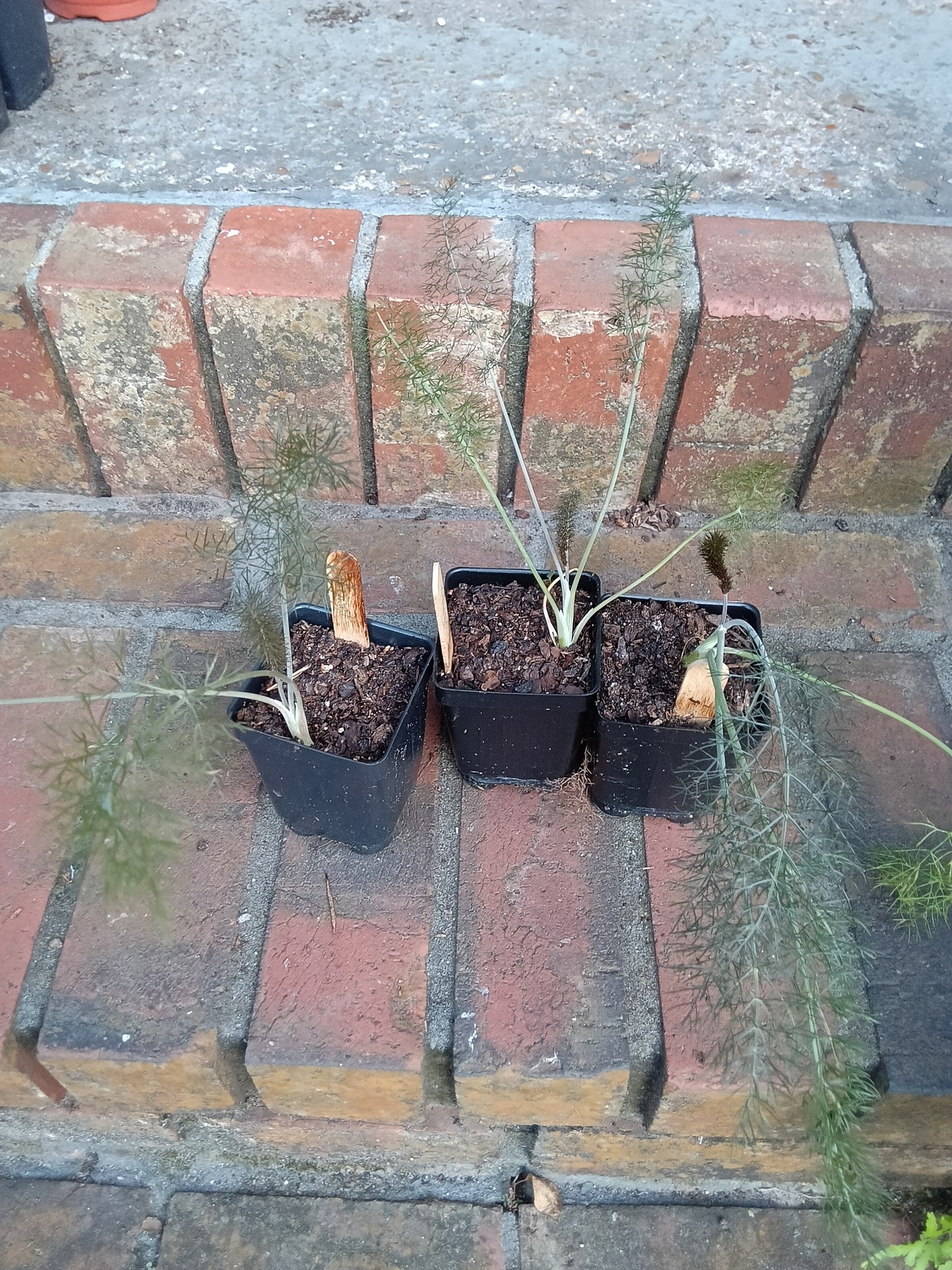 Fennel Starter Plant — Foeniculum vulgare