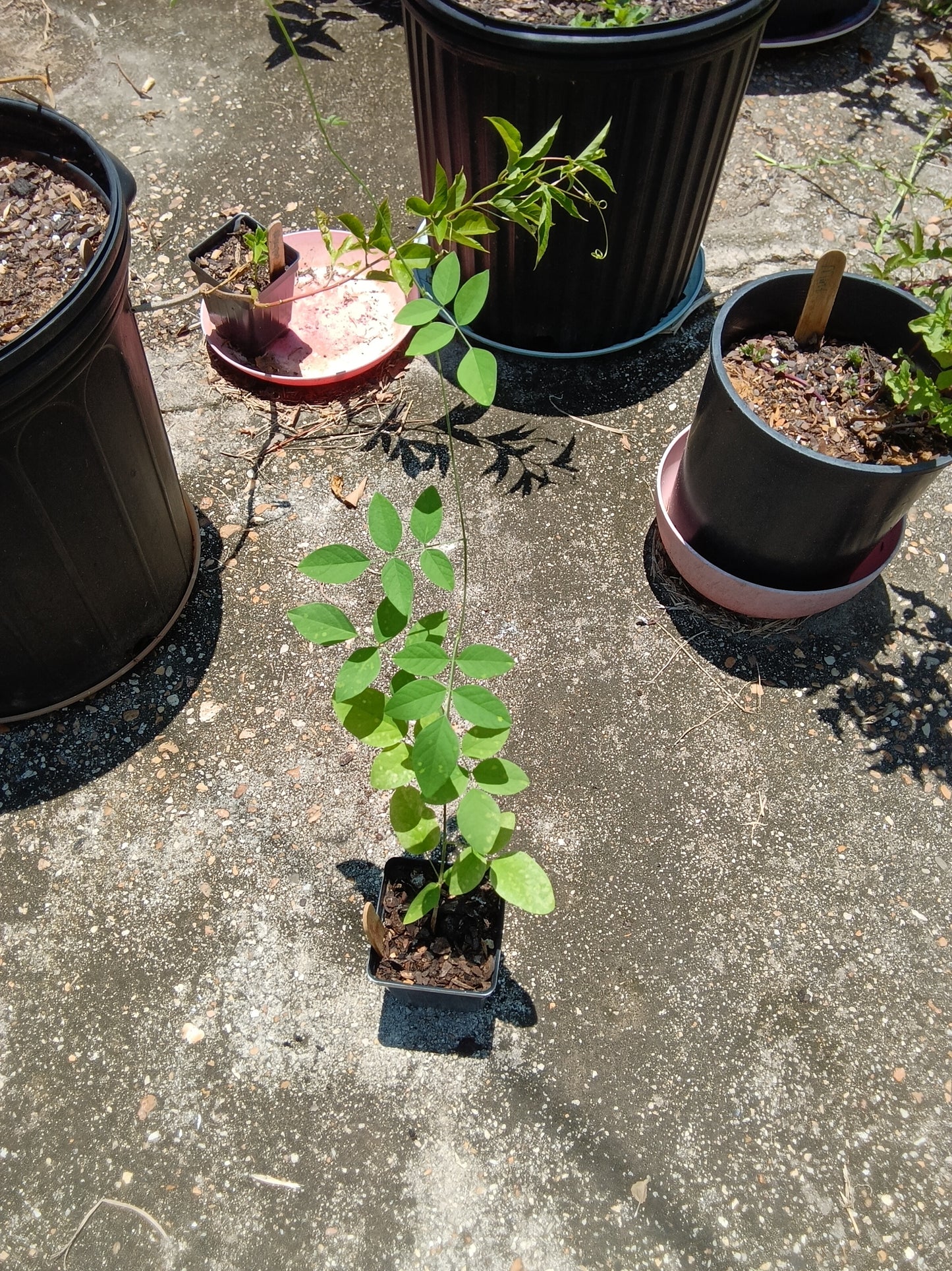 Dark Blue Butterfly Pea Starter Plant | Clitoria ternatea | Indigo Blooms & Herbal Uses