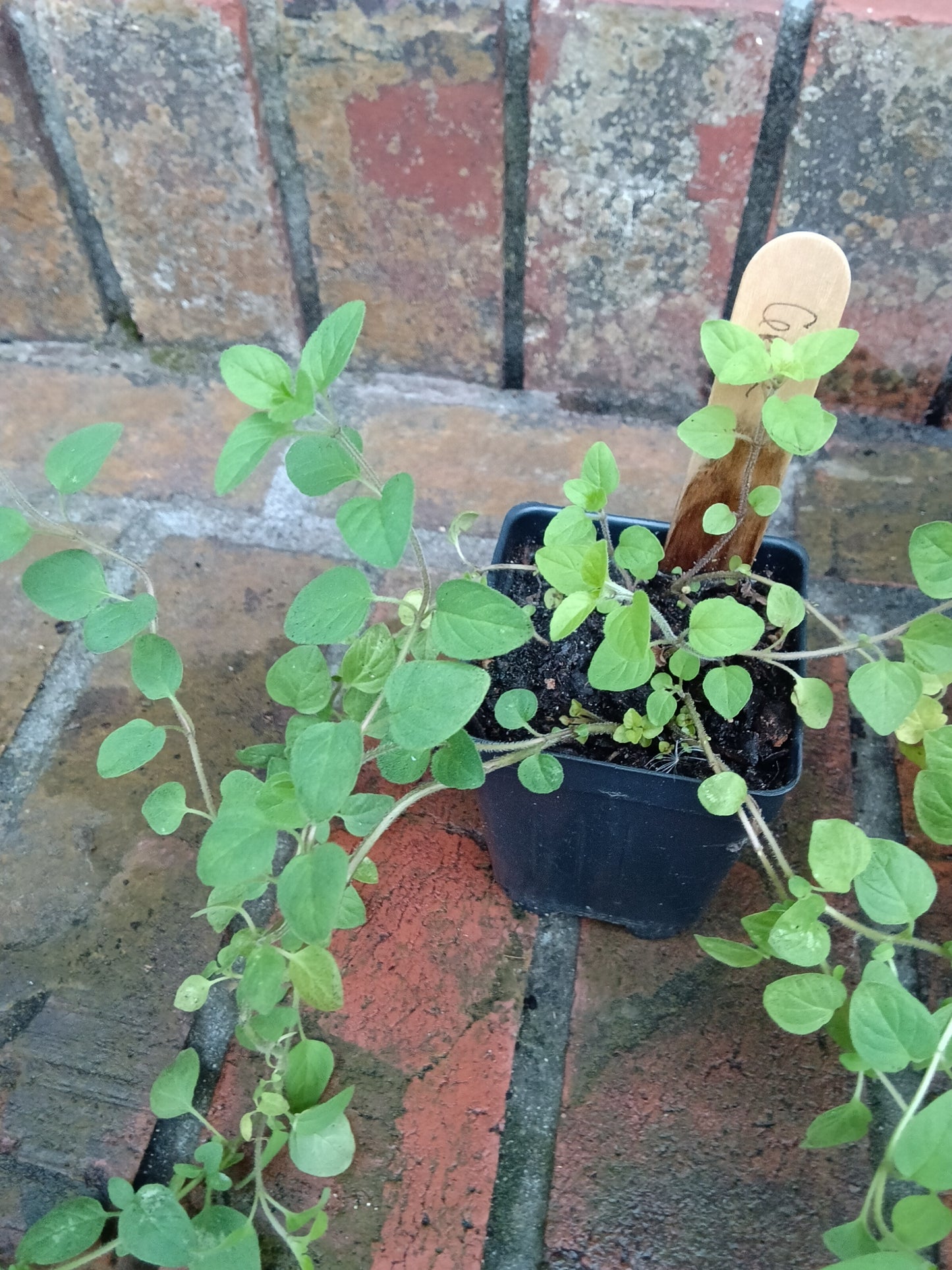Greek Oregano Starter Plant (1 Healthy Rooted Start)
Origanum vulgare subsp. hirtum  
Bold • Aromatic • Essential for Mediterranean cooking