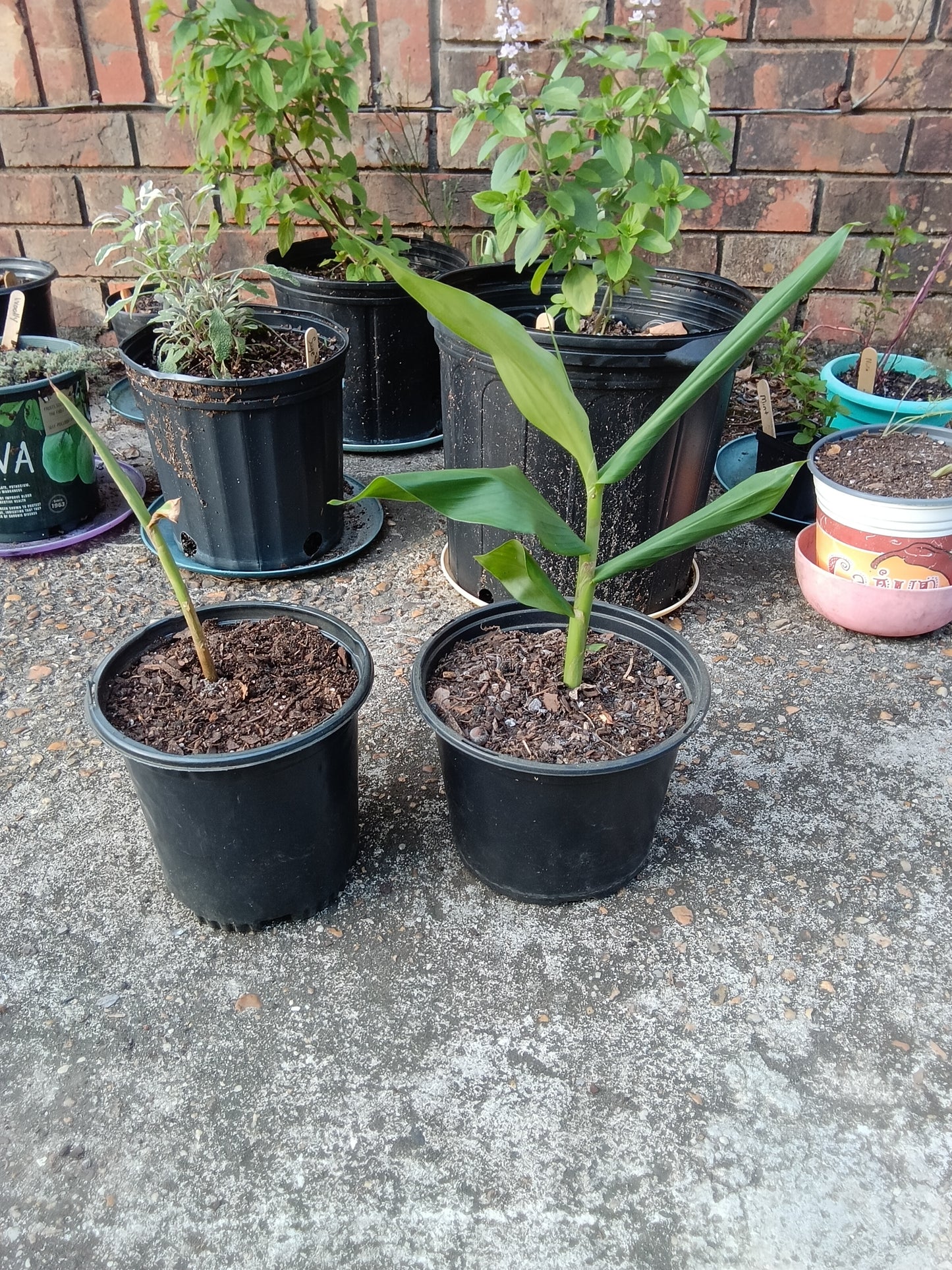 White Ginger Plants (1‑Gallon Potted OR Bare‑Root)