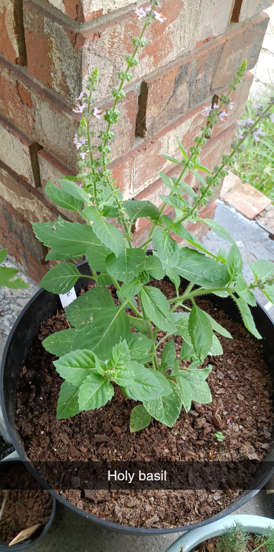 Holy Basil (Tulsi) Seed – Sacred Uplift in Every Leaf