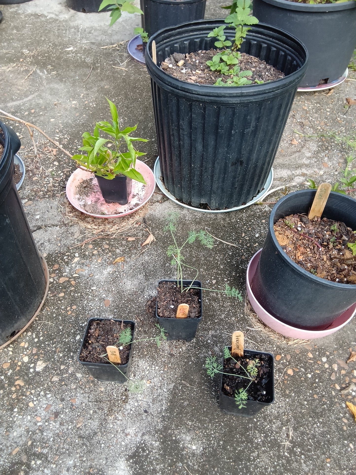 Fernleaf Dill Starter Plants – Compact, Aromatic & Perfect for Containers