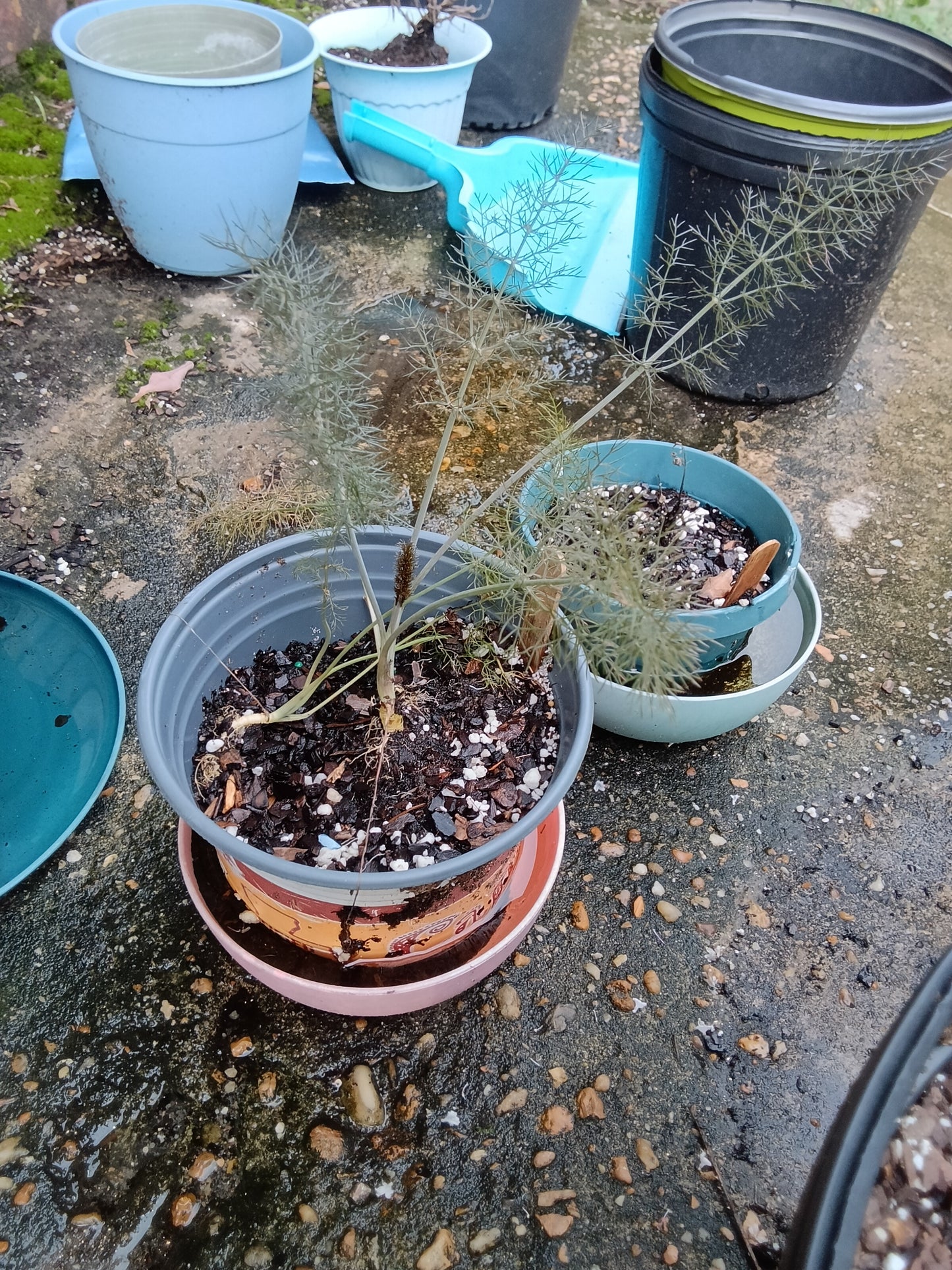 Fennel Starter Plant — Foeniculum vulgare
