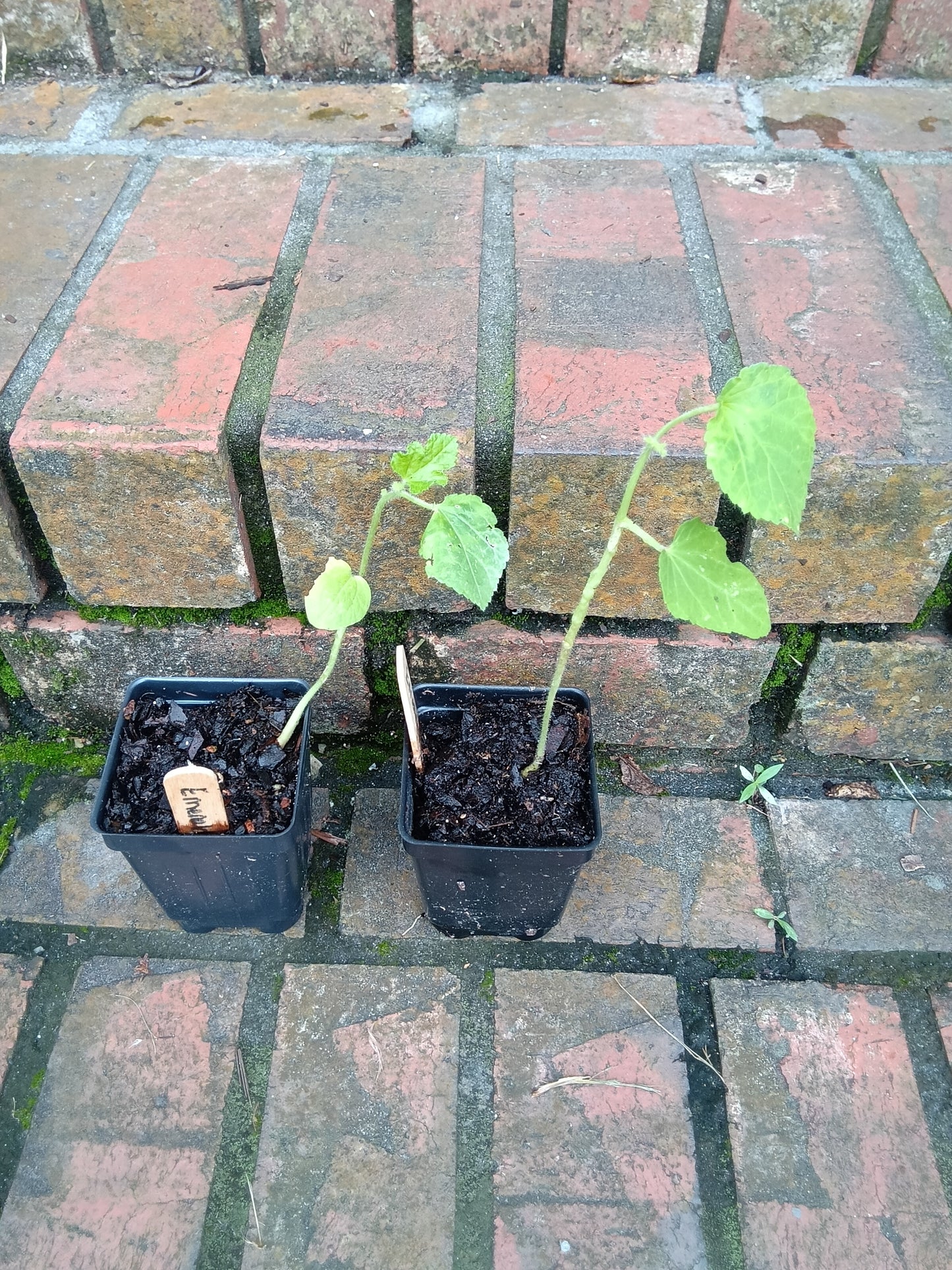 Emerald Okra Starter Plant | Tender, High‑Yield, Heat‑Loving Southern Classic