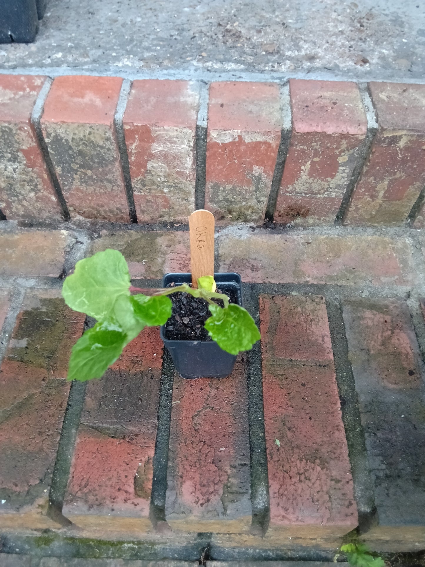 Pink Okra Starter Plant  

Abelmoschus esculentus — Pink/Red Variety