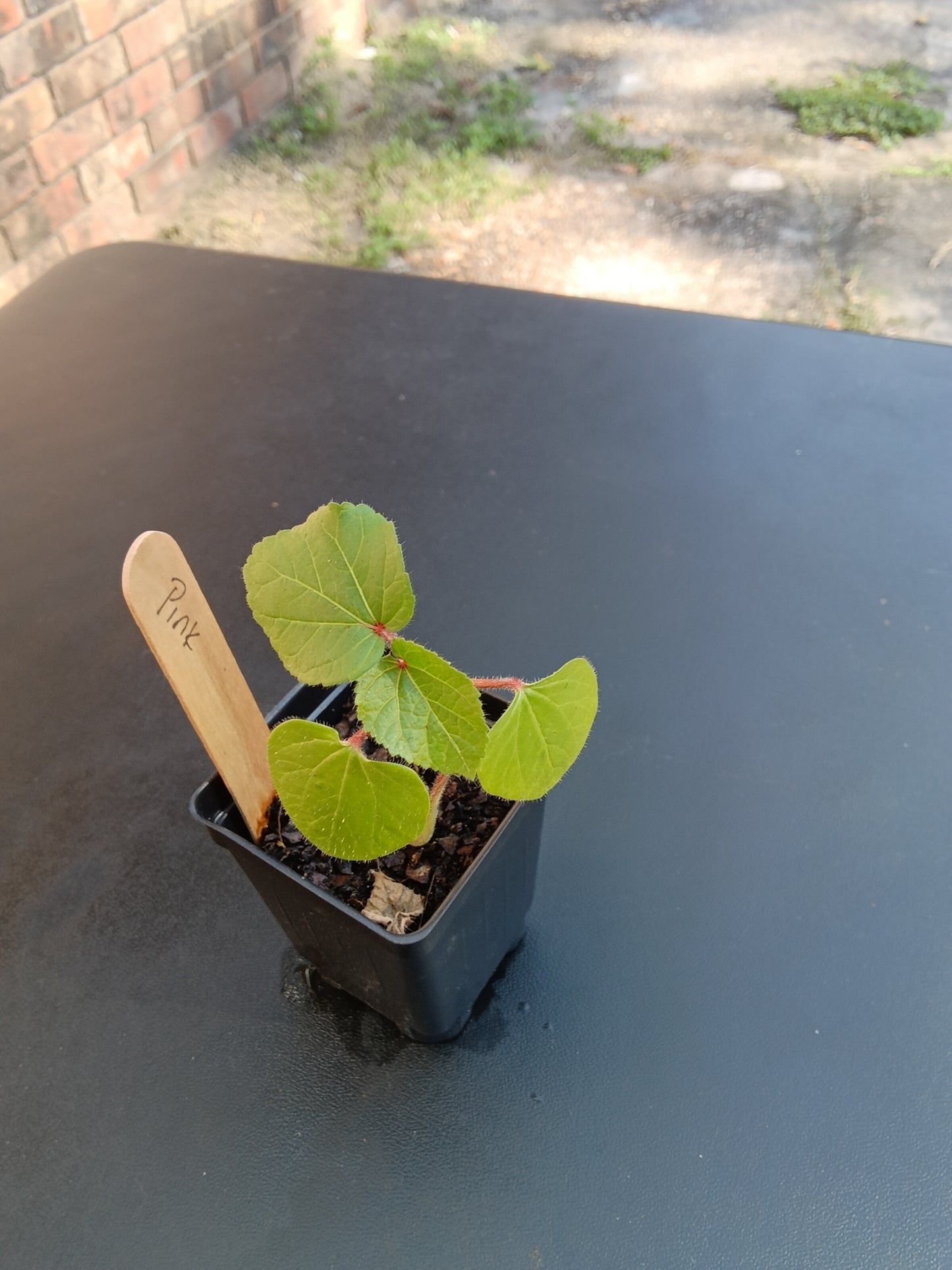 Vibrant Okra Starter Plants – Organic, Heirloom Varieties