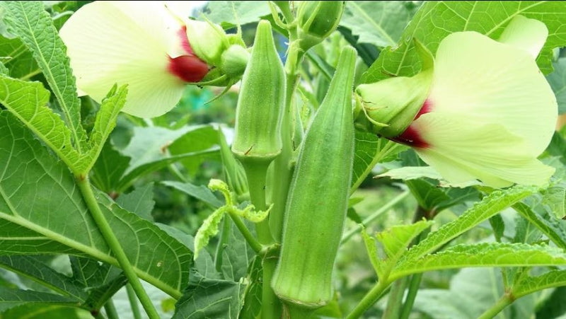 Emerald Okra Starter Plant | Tender, High‑Yield, Heat‑Loving Southern Classic