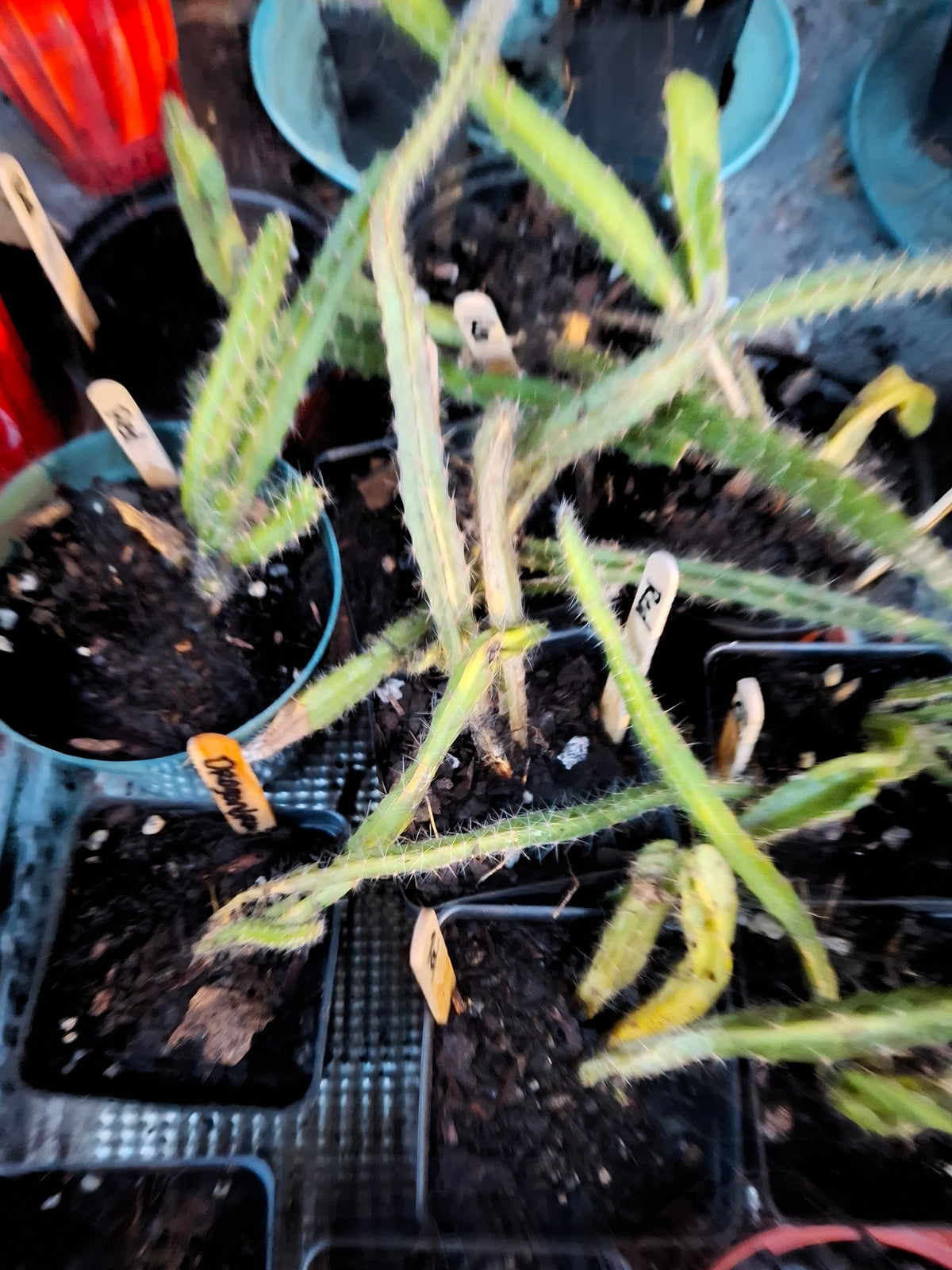 Red Dragonfruit Starter Plant — Rooted & Ready to Grow