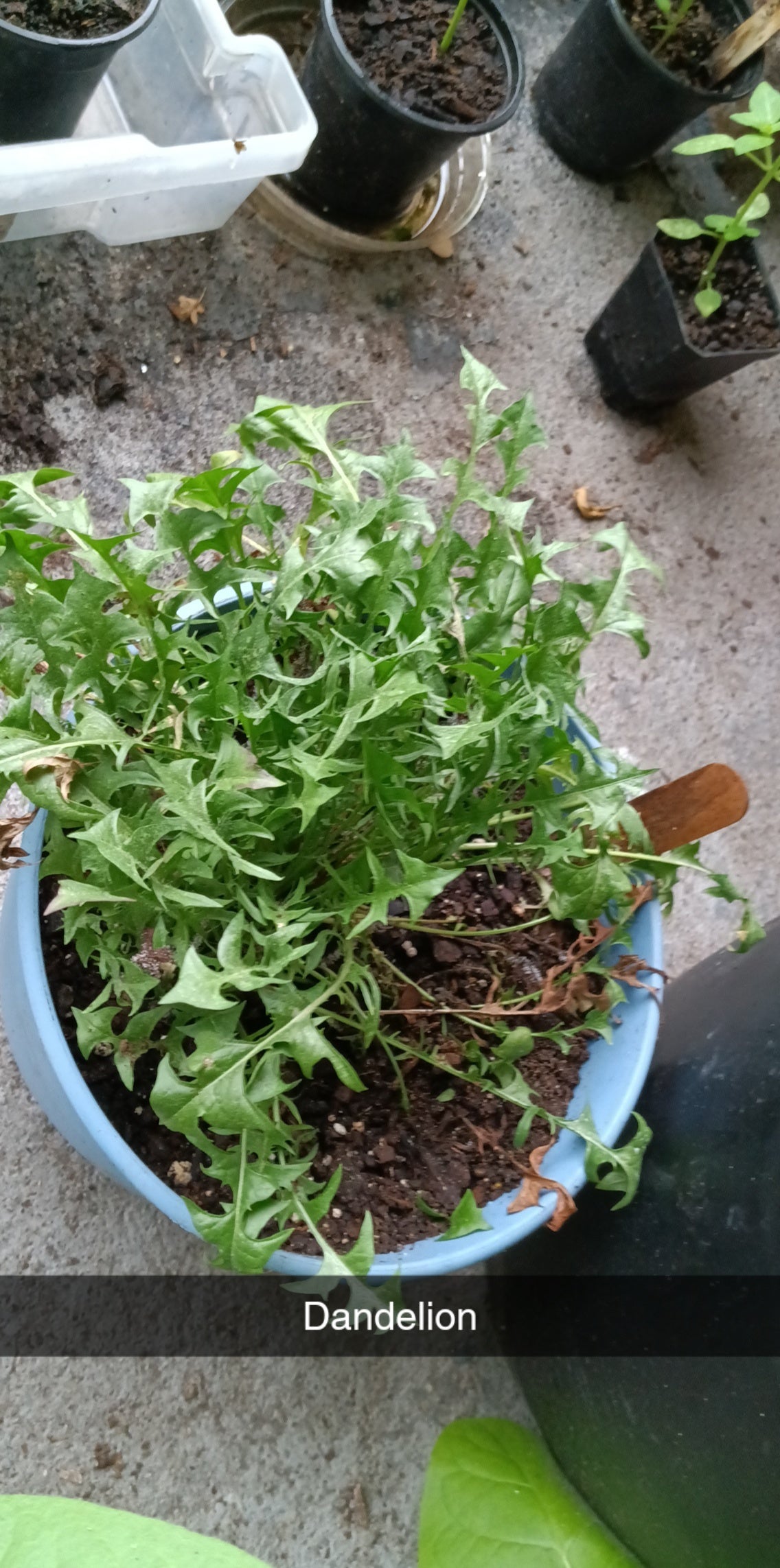 Burdock & Dandelion Root Capsules