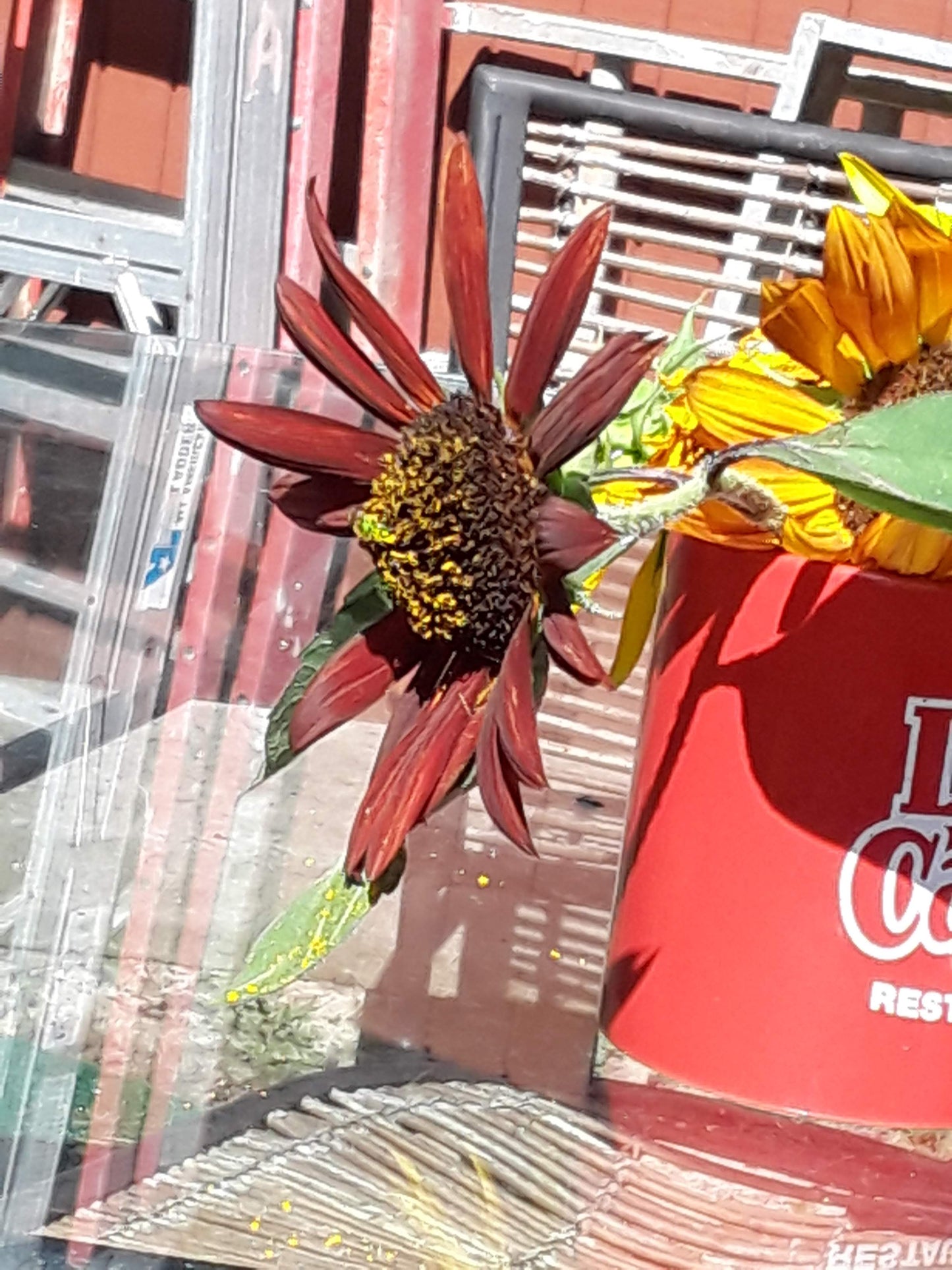 Evening Sun Sunflower Seeds-Heirloom