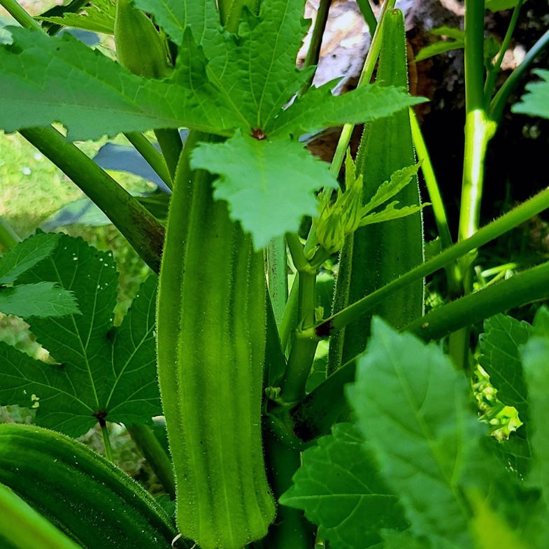 Emerald Okra Starter Plant | Tender, High‑Yield, Heat‑Loving Southern Classic