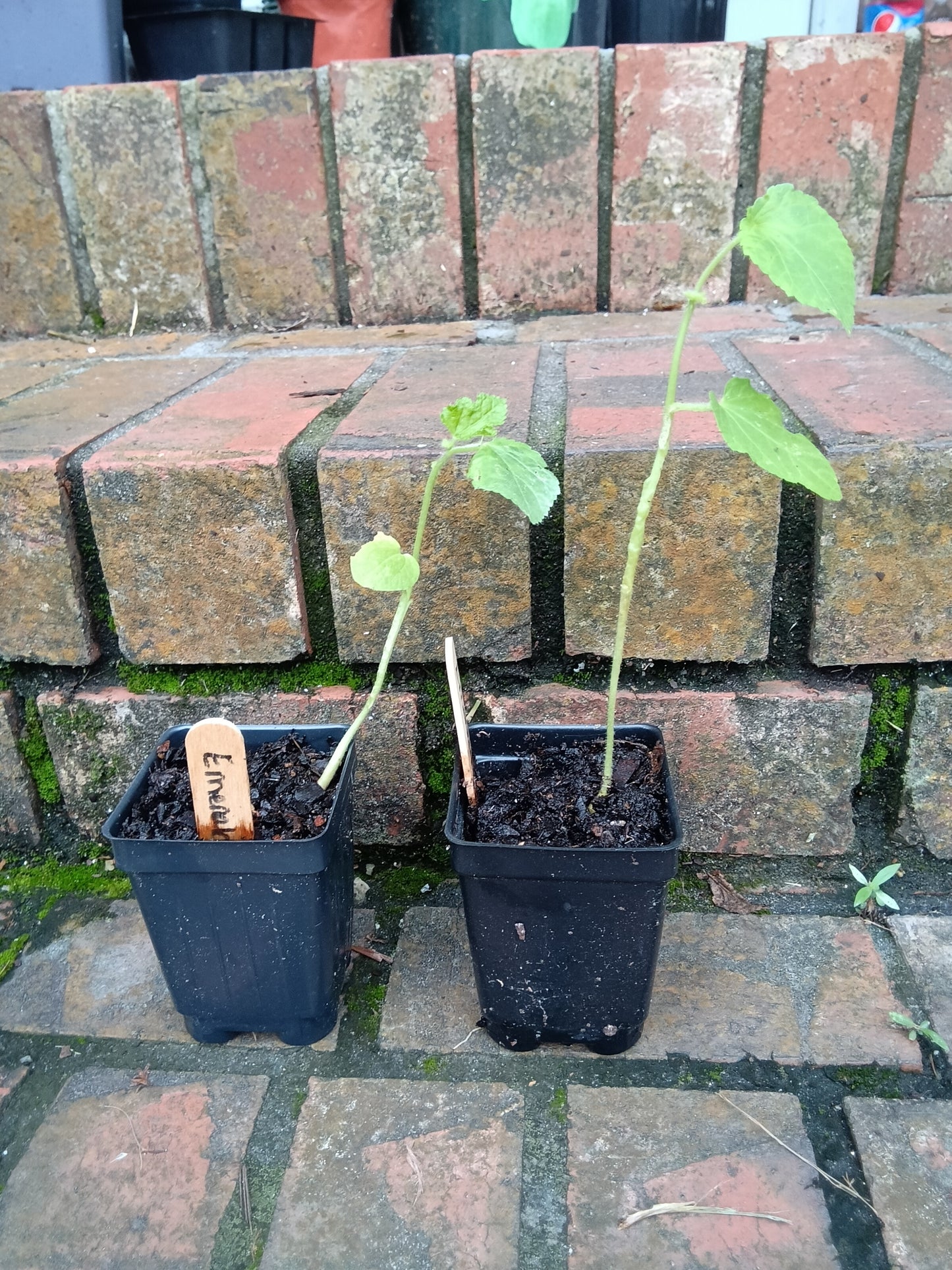 Emerald Okra Starter Plant | Tender, High‑Yield, Heat‑Loving Southern Classic