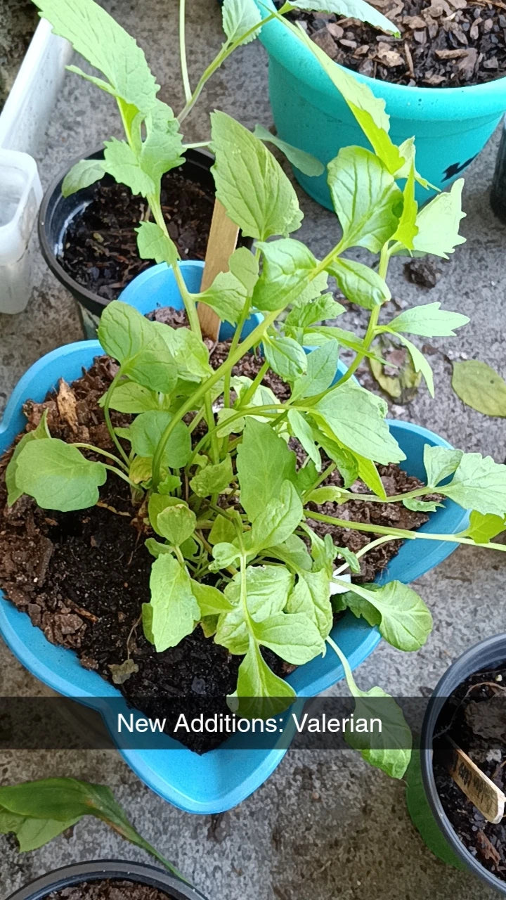 Golden Ease Capsules-Herbal Pain and Inflammation Support